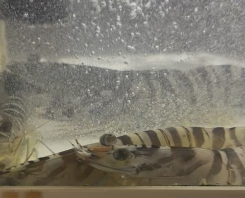大人も夢中！体験型おまかせ天ぷら。海老釣り、焼印体験。体験無しでもお楽しみいただけます。＊要予約