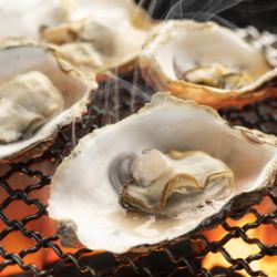 Grilled oysters