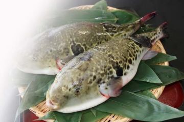 冬の味覚!!　長崎自慢の逸品『ふぐ』コース