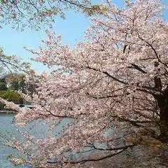 限時優惠：3月18日至4月11日！賞櫻套餐：5000日圓（含2.5小時暢飲，含稅）最後點餐時間：120分鐘