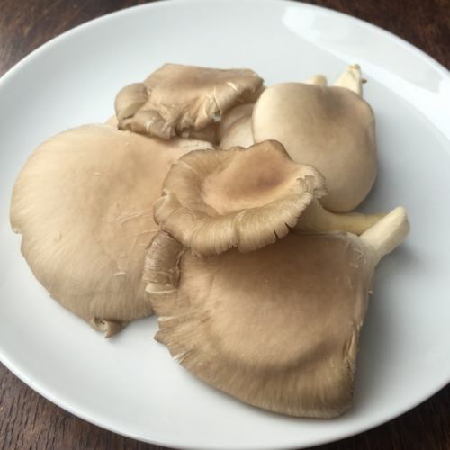 巨型牡蛎蘑菇