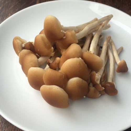 柳松茸蘑菇