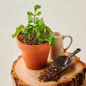 田園風味馬鈴薯沙拉