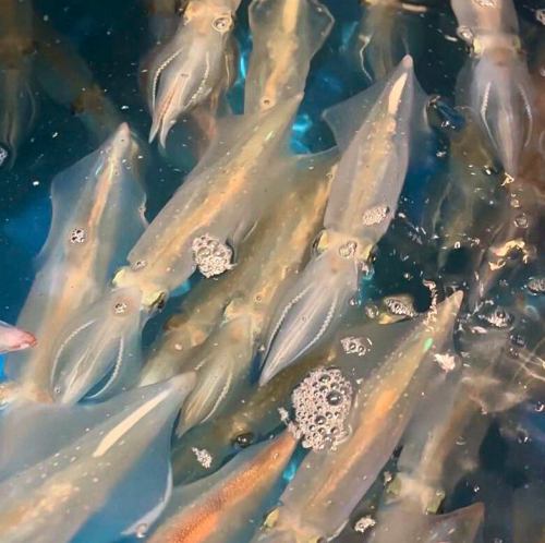 産地直送泳ぎイカのお造り