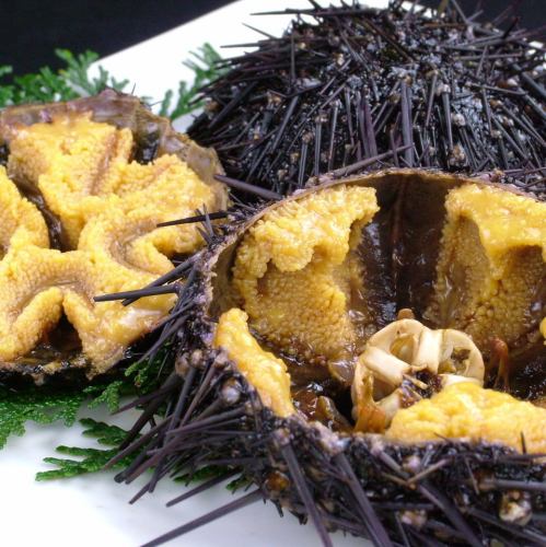 Raw sea urchin half box