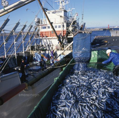 直送新鮮鮮魚を皆様で☆