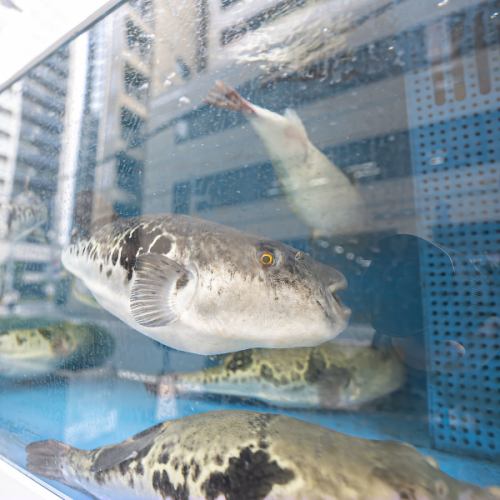 絶品ふぐ料理で贅沢時間を