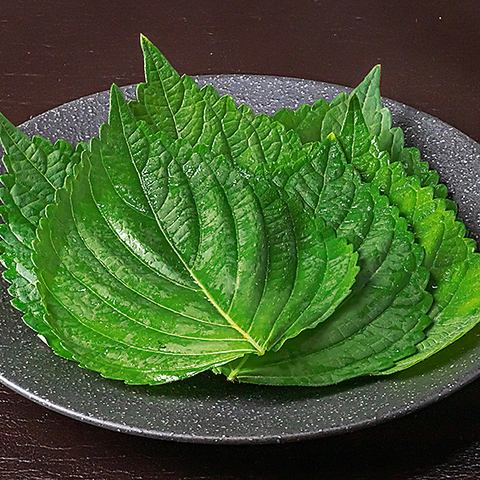 에고마 잎