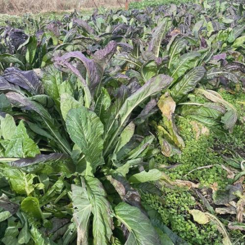 【伝統野菜　源助かぶ菜の漬物について】

こんにちは！
ベジフルキッチンです🍊
 
朝晩は氷点下の気温になり
寒さが身に沁みますね…🌨️
クリスマス、年末年始の集まりなど
楽しい予定を健康に過ごせるよう
暖かくしてお過ごしください😌

ベジフルキッチンではこの時期・地域ならではの
源助かぶ菜の漬物をご用意しています🥬

🔶源助かぶ菜とは🔶
信州の伝統野菜に認定されている漬け菜です。
長野県では野沢菜が漬物として有名ですが、
飯田下伊那地域では
明治時代から普及した源助かぶ菜の漬物が
伝承されています。
別名飯田かぶ菜とも呼ばれます。

野沢菜と比べて葉が大きく、
次第にアントシアニンという色素が増して
紫になります🟣
さらに十分な霜に当てることで旨味が増して
葉茎が柔らかくなるのが特徴です！

ベジフルキッチンのある豊丘村は
「信州の伝統野菜」である源助かぶ菜の
伝承地栽培認定を受けています。
https://www.pref.nagano.lg.jp/enchiku/sangyo/nogyo/engei-suisan/yasai/dentouyasai.html

醤油、塩、味噌など
日替わりで漬物をご用意していますので
伝統の味をぜひご賞味ください♪

また、とよおか旅時間
@toyooka_tabijikan では
現在収穫体験を行なっています。（要予約 12/20頃まで）
栽培の難しさからかあまり出回らない源助かぶ菜、
ご自身で漬け込みができるように
黄金のレシピも教えてもらえますよ✨

みなさまのご来店、心よりお待ちしております❣️

 ✼••┈┈••✼••┈┈••✼••┈┈••✼••┈┈••✼ 
ベジフルキッチンは
 豊丘村の新鮮な野菜や果物が 
たっぷり取れるビュッフェスタイルの 
菜園ビュッフェレストラン 
﹍ ﹍ ﹍ ﹍ ﹍ ﹍ ﹍ ﹍ ﹍ 
ベジフルキッチン VEGE-FULL KITCHEN 
﹉ ﹉ ﹉ ﹉ ﹉ ﹉ ﹉ ﹉ ﹉ 
@道の駅南信州とよおかマルシェ 
長野県下伊那郡豊丘村神稲12410 
TEL 0265-48-8063

#ベジフルキッチン
#vegefullkitchen
 #ビュッフェ #レストラン #菜園ビュッフェ #とよおか旅時間#とよおかマルシェ #南信州とよおかマルシェ #道の駅 #道の駅レストラン #豊丘村 #飯田市 #下伊那 #野菜たっぷり #野菜ビュッフェ #1周年#源助かぶ菜#飯田かぶ菜#信州の伝統野菜#伝承地認定#源助かぶ菜の漬物#漬物#収穫体験