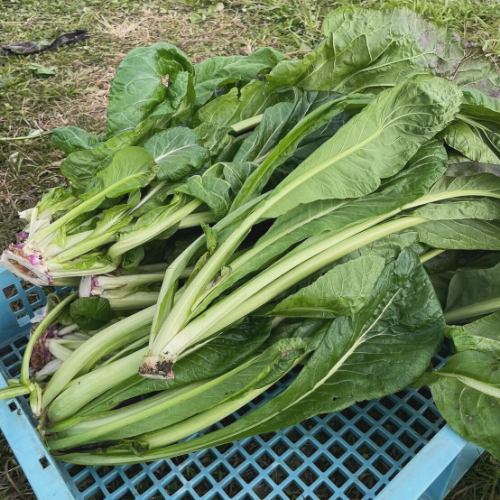 【伝統野菜　源助かぶ菜の漬物について】

こんにちは！
ベジフルキッチンです🍊
 
朝晩は氷点下の気温になり
寒さが身に沁みますね…🌨️
クリスマス、年末年始の集まりなど
楽しい予定を健康に過ごせるよう
暖かくしてお過ごしください😌

ベジフルキッチンではこの時期・地域ならではの
源助かぶ菜の漬物をご用意しています🥬

🔶源助かぶ菜とは🔶
信州の伝統野菜に認定されている漬け菜です。
長野県では野沢菜が漬物として有名ですが、
飯田下伊那地域では
明治時代から普及した源助かぶ菜の漬物が
伝承されています。
別名飯田かぶ菜とも呼ばれます。

野沢菜と比べて葉が大きく、
次第にアントシアニンという色素が増して
紫になります🟣
さらに十分な霜に当てることで旨味が増して
葉茎が柔らかくなるのが特徴です！

ベジフルキッチンのある豊丘村は
「信州の伝統野菜」である源助かぶ菜の
伝承地栽培認定を受けています。
https://www.pref.nagano.lg.jp/enchiku/sangyo/nogyo/engei-suisan/yasai/dentouyasai.html

醤油、塩、味噌など
日替わりで漬物をご用意していますので
伝統の味をぜひご賞味ください♪

また、とよおか旅時間
@toyooka_tabijikan では
現在収穫体験を行なっています。（要予約 12/20頃まで）
栽培の難しさからかあまり出回らない源助かぶ菜、
ご自身で漬け込みができるように
黄金のレシピも教えてもらえますよ✨

みなさまのご来店、心よりお待ちしております❣️

 ✼••┈┈••✼••┈┈••✼••┈┈••✼••┈┈••✼ 
ベジフルキッチンは
 豊丘村の新鮮な野菜や果物が 
たっぷり取れるビュッフェスタイルの 
菜園ビュッフェレストラン 
﹍ ﹍ ﹍ ﹍ ﹍ ﹍ ﹍ ﹍ ﹍ 
ベジフルキッチン VEGE-FULL KITCHEN 
﹉ ﹉ ﹉ ﹉ ﹉ ﹉ ﹉ ﹉ ﹉ 
@道の駅南信州とよおかマルシェ 
長野県下伊那郡豊丘村神稲12410 
TEL 0265-48-8063

#ベジフルキッチン
#vegefullkitchen
 #ビュッフェ #レストラン #菜園ビュッフェ #とよおか旅時間#とよおかマルシェ #南信州とよおかマルシェ #道の駅 #道の駅レストラン #豊丘村 #飯田市 #下伊那 #野菜たっぷり #野菜ビュッフェ #1周年#源助かぶ菜#飯田かぶ菜#信州の伝統野菜#伝承地認定#源助かぶ菜の漬物#漬物#収穫体験