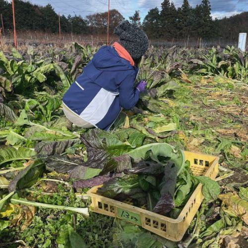 【伝統野菜　源助かぶ菜の漬物について】

こんにちは！
ベジフルキッチンです🍊
 
朝晩は氷点下の気温になり
寒さが身に沁みますね…🌨️
クリスマス、年末年始の集まりなど
楽しい予定を健康に過ごせるよう
暖かくしてお過ごしください😌

ベジフルキッチンではこの時期・地域ならではの
源助かぶ菜の漬物をご用意しています🥬

🔶源助かぶ菜とは🔶
信州の伝統野菜に認定されている漬け菜です。
長野県では野沢菜が漬物として有名ですが、
飯田下伊那地域では
明治時代から普及した源助かぶ菜の漬物が
伝承されています。
別名飯田かぶ菜とも呼ばれます。

野沢菜と比べて葉が大きく、
次第にアントシアニンという色素が増して
紫になります🟣
さらに十分な霜に当てることで旨味が増して
葉茎が柔らかくなるのが特徴です！

ベジフルキッチンのある豊丘村は
「信州の伝統野菜」である源助かぶ菜の
伝承地栽培認定を受けています。
https://www.pref.nagano.lg.jp/enchiku/sangyo/nogyo/engei-suisan/yasai/dentouyasai.html

醤油、塩、味噌など
日替わりで漬物をご用意していますので
伝統の味をぜひご賞味ください♪

また、とよおか旅時間
@toyooka_tabijikan では
現在収穫体験を行なっています。（要予約 12/20頃まで）
栽培の難しさからかあまり出回らない源助かぶ菜、
ご自身で漬け込みができるように
黄金のレシピも教えてもらえますよ✨

みなさまのご来店、心よりお待ちしております❣️

 ✼••┈┈••✼••┈┈••✼••┈┈••✼••┈┈••✼ 
ベジフルキッチンは
 豊丘村の新鮮な野菜や果物が 
たっぷり取れるビュッフェスタイルの 
菜園ビュッフェレストラン 
﹍ ﹍ ﹍ ﹍ ﹍ ﹍ ﹍ ﹍ ﹍ 
ベジフルキッチン VEGE-FULL KITCHEN 
﹉ ﹉ ﹉ ﹉ ﹉ ﹉ ﹉ ﹉ ﹉ 
@道の駅南信州とよおかマルシェ 
長野県下伊那郡豊丘村神稲12410 
TEL 0265-48-8063

#ベジフルキッチン
#vegefullkitchen
 #ビュッフェ #レストラン #菜園ビュッフェ #とよおか旅時間#とよおかマルシェ #南信州とよおかマルシェ #道の駅 #道の駅レストラン #豊丘村 #飯田市 #下伊那 #野菜たっぷり #野菜ビュッフェ #1周年#源助かぶ菜#飯田かぶ菜#信州の伝統野菜#伝承地認定#源助かぶ菜の漬物#漬物#収穫体験