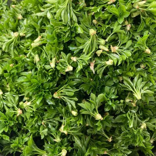 【山菜・春メニュー】
こんにちは！
ベジフルキッチンです🥦

今日から新年度✨
まだ寒い日も続きますが
豊丘村の桜も次第に開花してきました🌸
場所によっては間もなく見ごろを迎えます❣️

是非お食事と合わせて桜めぐりもしてみてください♪
最新の開花状況は
とよおか旅時間
@toyooka_tabijikan 
のHPに掲載されています🌸

🟢山菜も少しずつ入荷🌱🌿
※ご用意がない日もございます。

■ふきのとう
👩‍🌾壬生さん
塩炒め、天ぷら、ふきんと味噌、タルタルソースなど、
色々なお料理に💚
ほろ苦い春の味覚です！
花が咲いたものはディスプレイにも使用しました。

■うこぎ（おこぎ）
👨‍🌾唐沢さん
混ぜご飯やおひたしにしています🌱
「おこぎ」南信地方特有の呼び名です。

■うど
🧑‍🌾田島さん
きんぴらでご提供しています。
香り高くシャキシャキとした食感が特徴。
日に当たらないよう丁寧に栽培されており
調理前の状態は真っ白🤍

■のびる（ののひる）
👨‍🌾唐沢さん
さっと湯通ししてからし酢味噌と和えています。
（素材の写真のみ）
ピリッとした辛さがおいしいです😋

他にも、
林さんのかき菜、
宮下さんのアスパラ、
壬生さんの葉つきニンジン
こぶし園から仕入れたプチヴェールなど🥕🥬

Bread&Sweetsきららさんからは、
🌸さくらの塩漬けパン
🌿よもぎパン　を焼きたてで仕入れています！

旬の食材をたっぷり使用した
春らしいメニューが揃っています！
みなさまのご来店、心よりお待ちしております🥗

✼••┈┈••✼••┈┈••✼••┈┈••✼••┈┈••✼ 
ベジフルキッチンは
 豊丘村の新鮮な野菜や果物が 
たっぷり取れるビュッフェスタイルの 
菜園ビュッフェレストラン 
﹍ ﹍ ﹍ ﹍ ﹍ ﹍ ﹍ ﹍ ﹍ 
ベジフルキッチン VEGE-FULL KITCHEN 
﹉ ﹉ ﹉ ﹉ ﹉ ﹉ ﹉ ﹉ ﹉ 
@道の駅南信州とよおかマルシェ 
長野県下伊那郡豊丘村神稲12410 
☎️0265-48-8063

#ベジフルキッチン
#vegefullkitchen
#菜園ビュッフェ
#ビュッフェ #レストラン
#野菜たっぷり #野菜ビュッフェ
#おなかも心も満たされる
 #とよおか旅時間#とよおかマルシェ
 #南信州とよおかマルシェ #道の駅 #道の駅レストラン 
#豊丘村 #飯田市 #下伊那
#春#旬#山菜#ふきのとう#おこぎ#うど#ののひる#かき菜#アスパラ#にんじん#プチヴェール#桜の塩漬けパン#よもぎパン