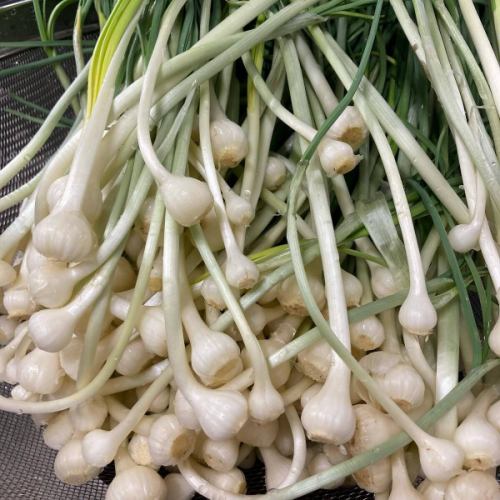 【山菜・春メニュー】
こんにちは！
ベジフルキッチンです🥦

今日から新年度✨
まだ寒い日も続きますが
豊丘村の桜も次第に開花してきました🌸
場所によっては間もなく見ごろを迎えます❣️

是非お食事と合わせて桜めぐりもしてみてください♪
最新の開花状況は
とよおか旅時間
@toyooka_tabijikan 
のHPに掲載されています🌸

🟢山菜も少しずつ入荷🌱🌿
※ご用意がない日もございます。

■ふきのとう
👩‍🌾壬生さん
塩炒め、天ぷら、ふきんと味噌、タルタルソースなど、
色々なお料理に💚
ほろ苦い春の味覚です！
花が咲いたものはディスプレイにも使用しました。

■うこぎ（おこぎ）
👨‍🌾唐沢さん
混ぜご飯やおひたしにしています🌱
「おこぎ」南信地方特有の呼び名です。

■うど
🧑‍🌾田島さん
きんぴらでご提供しています。
香り高くシャキシャキとした食感が特徴。
日に当たらないよう丁寧に栽培されており
調理前の状態は真っ白🤍

■のびる（ののひる）
👨‍🌾唐沢さん
さっと湯通ししてからし酢味噌と和えています。
（素材の写真のみ）
ピリッとした辛さがおいしいです😋

他にも、
林さんのかき菜、
宮下さんのアスパラ、
壬生さんの葉つきニンジン
こぶし園から仕入れたプチヴェールなど🥕🥬

Bread&Sweetsきららさんからは、
🌸さくらの塩漬けパン
🌿よもぎパン　を焼きたてで仕入れています！

旬の食材をたっぷり使用した
春らしいメニューが揃っています！
みなさまのご来店、心よりお待ちしております🥗

✼••┈┈••✼••┈┈••✼••┈┈••✼••┈┈••✼ 
ベジフルキッチンは
 豊丘村の新鮮な野菜や果物が 
たっぷり取れるビュッフェスタイルの 
菜園ビュッフェレストラン 
﹍ ﹍ ﹍ ﹍ ﹍ ﹍ ﹍ ﹍ ﹍ 
ベジフルキッチン VEGE-FULL KITCHEN 
﹉ ﹉ ﹉ ﹉ ﹉ ﹉ ﹉ ﹉ ﹉ 
@道の駅南信州とよおかマルシェ 
長野県下伊那郡豊丘村神稲12410 
☎️0265-48-8063

#ベジフルキッチン
#vegefullkitchen
#菜園ビュッフェ
#ビュッフェ #レストラン
#野菜たっぷり #野菜ビュッフェ
#おなかも心も満たされる
 #とよおか旅時間#とよおかマルシェ
 #南信州とよおかマルシェ #道の駅 #道の駅レストラン 
#豊丘村 #飯田市 #下伊那
#春#旬#山菜#ふきのとう#おこぎ#うど#ののひる#かき菜#アスパラ#にんじん#プチヴェール#桜の塩漬けパン#よもぎパン