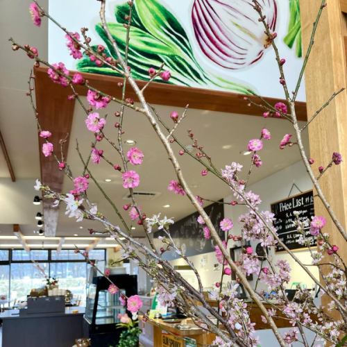 【山菜・春メニュー】
こんにちは！
ベジフルキッチンです🥦

今日から新年度✨
まだ寒い日も続きますが
豊丘村の桜も次第に開花してきました🌸
場所によっては間もなく見ごろを迎えます❣️

是非お食事と合わせて桜めぐりもしてみてください♪
最新の開花状況は
とよおか旅時間
@toyooka_tabijikan 
のHPに掲載されています🌸

🟢山菜も少しずつ入荷🌱🌿
※ご用意がない日もございます。

■ふきのとう
👩‍🌾壬生さん
塩炒め、天ぷら、ふきんと味噌、タルタルソースなど、
色々なお料理に💚
ほろ苦い春の味覚です！
花が咲いたものはディスプレイにも使用しました。

■うこぎ（おこぎ）
👨‍🌾唐沢さん
混ぜご飯やおひたしにしています🌱
「おこぎ」南信地方特有の呼び名です。

■うど
🧑‍🌾田島さん
きんぴらでご提供しています。
香り高くシャキシャキとした食感が特徴。
日に当たらないよう丁寧に栽培されており
調理前の状態は真っ白🤍

■のびる（ののひる）
👨‍🌾唐沢さん
さっと湯通ししてからし酢味噌と和えています。
（素材の写真のみ）
ピリッとした辛さがおいしいです😋

他にも、
林さんのかき菜、
宮下さんのアスパラ、
壬生さんの葉つきニンジン
こぶし園から仕入れたプチヴェールなど🥕🥬

Bread&Sweetsきららさんからは、
🌸さくらの塩漬けパン
🌿よもぎパン　を焼きたてで仕入れています！

旬の食材をたっぷり使用した
春らしいメニューが揃っています！
みなさまのご来店、心よりお待ちしております🥗

✼••┈┈••✼••┈┈••✼••┈┈••✼••┈┈••✼ 
ベジフルキッチンは
 豊丘村の新鮮な野菜や果物が 
たっぷり取れるビュッフェスタイルの 
菜園ビュッフェレストラン 
﹍ ﹍ ﹍ ﹍ ﹍ ﹍ ﹍ ﹍ ﹍ 
ベジフルキッチン VEGE-FULL KITCHEN 
﹉ ﹉ ﹉ ﹉ ﹉ ﹉ ﹉ ﹉ ﹉ 
@道の駅南信州とよおかマルシェ 
長野県下伊那郡豊丘村神稲12410 
☎️0265-48-8063

#ベジフルキッチン
#vegefullkitchen
#菜園ビュッフェ
#ビュッフェ #レストラン
#野菜たっぷり #野菜ビュッフェ
#おなかも心も満たされる
 #とよおか旅時間#とよおかマルシェ
 #南信州とよおかマルシェ #道の駅 #道の駅レストラン 
#豊丘村 #飯田市 #下伊那
#春#旬#山菜#ふきのとう#おこぎ#うど#ののひる#かき菜#アスパラ#にんじん#プチヴェール#桜の塩漬けパン#よもぎパン