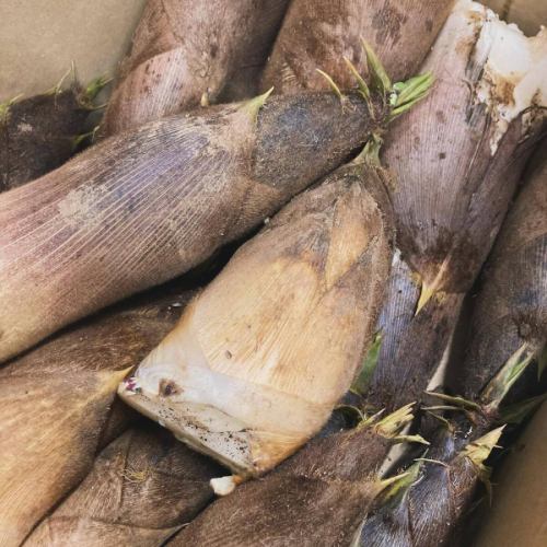 [Bamboo shoots & spring menu 2]
Hello!
It's a veggie full kitchen 🪻

Golden Week is here🚗
This year's holidays are a succession of leaps and bounds.
Do you all have plans to go out?
Bamboo shoots are now available in Toyooka Village🎋🐼

We also use it in our cooking at Vegeful Kitchen 👩‍🍳
*Depending on stock availability, there may be days when the product is not available.

■ Bamboo shoots
👩‍🌾Karasawa-san, Suganuma-san
We use bamboo shoots in a variety of dishes, such as rice, stews, and grilled dishes! They go great with our homemade Japanese pepper miso.
Because the fresh bamboo shoots are cooked immediately,
It doesn't taste bitter and has a good texture.
It's delicious💯

■ Kogomi
👨‍🌾Karasawa-san
It is a wild vegetable made from the young shoots of a plant called Aspergillus revoluta.
No need to remove the bitterness, just boil it briefly
You can enjoy the crunchy texture 🌿
It is served dressed with sesame seeds or boiled in soy sauce.

■ Bracken
🧑‍🌾Miyatosan
Boiled in bonito flakes and mayonnaise 😋
It can also be pickled.
It has a crunchy texture and unique stickiness!
The bitterness is removed by boiling it with ash.
The ash we use comes from the bamboo boiler used in Toyooka Tabi Jikan's foot bath 🔥🎋

◾️Japanese parsley
👨‍🌾Karasawa-san
Boil it, season it, and mix it with freshly cooked rice.
For rice with parsley🍚🌱
A dish that makes the most of the flavor of Japanese parsley.

Others include spring cabbage, leaf onions,
New onions, snow peas, etc.
Menu items using fresh spring vegetables
It's increasing 🧅🥬🫛

The herb garden is also blooming
It's getting colorful 🌈

If you are still wondering where to go,
Visit the Vegeful Kitchen to enjoy seasonal spring vegetables and wild plants
Please come and visit us☺️

During Golden Week
Customers stopping by the Toyooka Marche Roadside Station
As the number of visitors increases, congestion is expected.
If you want to make sure you eat,
Reservations are recommended!
Please feel free to contact us 📞

We look forward to your visit 🥗

✼••┈┈••✼••┈┈••✼••┈┈••✼••┈┈••✼
Vegeful Kitchen is
Fresh vegetables and fruits from Toyooka Village
A generous buffet-style meal
Vegetable Garden Buffet Restaurant
﹍ ﹍ ﹍ ﹍ ﹍ ﹍ ﹍ ﹍ ﹍
VEGE-FULL KITCHEN
﹉ ﹉ ﹉ ﹉ ﹉ ﹉ ﹉ ﹉ ﹉
@Roadside Station Minami Shinshu Toyooka Marche
Nagano Prefecture, Shimoina District, Toyooka Village, Kamiina 12410
☎️0265-48-8063

#Vegetablefulkitchen
#vegefullkitchen
#VegetableGardenBuffet
#Buffet #Restaurant
#Lots of vegetables #Vegetable buffet
#Fills your stomach and your heart
#Toyooka Travel Time #Toyooka Marche
#Minami Shinshu Toyooka Marche #Roadside station #Roadside station restaurant
#Toyooka Village #Iida City #Shimoina
#Spring #In-season #Mountain vegetables #Bamboo shoots #Bamboo shoots #Bamboo shoot rice #Kogomi #Bracken #Japanese parsley #Spring cabbage #Leaf onions #New onions #Snow peas