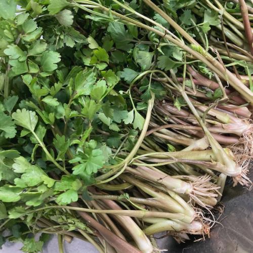 [Bamboo shoots & spring menu 2]
Hello!
It's a veggie full kitchen 🪻

Golden Week is here🚗
This year's holidays are a succession of leaps and bounds.
Do you all have plans to go out?
Bamboo shoots are now available in Toyooka Village🎋🐼

We also use it in our cooking at Vegeful Kitchen 👩‍🍳
*Depending on stock availability, there may be days when the product is not available.

■ Bamboo shoots
👩‍🌾Karasawa-san, Suganuma-san
We use bamboo shoots in a variety of dishes, such as rice, stews, and grilled dishes! They go great with our homemade Japanese pepper miso.
Because the fresh bamboo shoots are cooked immediately,
It doesn't taste bitter and has a good texture.
It's delicious💯

■ Kogomi
👨‍🌾Karasawa-san
It is a wild vegetable made from the young shoots of a plant called Aspergillus revoluta.
No need to remove the bitterness, just boil it briefly
You can enjoy the crunchy texture 🌿
It is served dressed with sesame seeds or boiled in soy sauce.

■ Bracken
🧑‍🌾Miyatosan
Boiled in bonito flakes and mayonnaise 😋
It can also be pickled.
It has a crunchy texture and unique stickiness!
The bitterness is removed by boiling it with ash.
The ash we use comes from the bamboo boiler used in Toyooka Tabi Jikan's foot bath 🔥🎋

◾️Japanese parsley
👨‍🌾Karasawa-san
Boil it, season it, and mix it with freshly cooked rice.
For rice with parsley🍚🌱
A dish that makes the most of the flavor of Japanese parsley.

Others include spring cabbage, leaf onions,
New onions, snow peas, etc.
Menu items using fresh spring vegetables
It's increasing 🧅🥬🫛

The herb garden is also blooming
It's getting colorful 🌈

If you are still wondering where to go,
Visit the Vegeful Kitchen to enjoy seasonal spring vegetables and wild plants
Please come and visit us☺️

During Golden Week
Customers stopping by the Toyooka Marche Roadside Station
As the number of visitors increases, congestion is expected.
If you want to make sure you eat,
Reservations are recommended!
Please feel free to contact us 📞

We look forward to your visit 🥗

✼••┈┈••✼••┈┈••✼••┈┈••✼••┈┈••✼
Vegeful Kitchen is
Fresh vegetables and fruits from Toyooka Village
A generous buffet-style meal
Vegetable Garden Buffet Restaurant
﹍ ﹍ ﹍ ﹍ ﹍ ﹍ ﹍ ﹍ ﹍
VEGE-FULL KITCHEN
﹉ ﹉ ﹉ ﹉ ﹉ ﹉ ﹉ ﹉ ﹉
@Roadside Station Minami Shinshu Toyooka Marche
Nagano Prefecture, Shimoina District, Toyooka Village, Kamiina 12410
☎️0265-48-8063

#Vegetablefulkitchen
#vegefullkitchen
#VegetableGardenBuffet
#Buffet #Restaurant
#Lots of vegetables #Vegetable buffet
#Fills your stomach and your heart
#Toyooka Travel Time #Toyooka Marche
#Minami Shinshu Toyooka Marche #Roadside station #Roadside station restaurant
#Toyooka Village #Iida City #Shimoina
#Spring #In-season #Mountain vegetables #Bamboo shoots #Bamboo shoots #Bamboo shoot rice #Kogomi #Bracken #Japanese parsley #Spring cabbage #Leaf onions #New onions #Snow peas