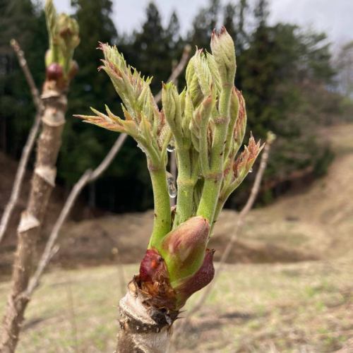 [May business calendar]

Hello!
It's a veggie full kitchen 🥗

The cherry blossoms in Toyooka Village have almost all fallen,
Now the peach blossoms are in full bloom🌸
The shades of pink have a different appeal to cherry blossoms!

Bamboo shoot picking has finally begun in Toyooka Village 🎋
We will be offering this at Vegeful Kitchen soon.
Stay tuned🐼

------------------
📣May holiday announcement
・Every Tuesday
・2nd and 4th Wednesday
*For Golden Week period, please see below for details⚠️

During the holidays, please call Vegeful Kitchen.
Even if you contact us with a reservation or inquiry,
Please understand that we are unable to accommodate your request. 

Online reservations through Hot Pepper Gourmet,
Or the management office's "Toyooka Travel Time"
(📞0265-49-3395)
Please contact us. 
------------------

🟡About Golden Week business hours
⚠️We will change our regular closing days to coincide with public holidays!
4/26(Sun)~4/29(Tue) First half of Golden Week
Closed on 4/30 (Wed), 5/1 (Thu)
5/2 (Fri) ~ 5/6 (Tue) Business days during the latter half of Golden Week
5/7 (Wed) Closed after Golden Week

This is an irregular schedule, so
I hope you understand🙇

📸Introduction of background photos
👩‍🌾Miyato's cod buds

This wild vegetable is made from the new shoots of the Araliaceae tree.
It has a good taste and can be used in a variety of dishes.
Because of its nutritious
It is called the "King of Wild Vegetables"

It's a must-have spring vegetable, but harvesting it is quite hard work.
The tree trunk has very sharp thorns.
Also, the height of the tara tree is about 1.5 to 3 meters.
The tallest ones can reach 4m.
It also grows on the slopes of mountains.
If you cut it with scissors,
Because new shoots will not appear,
You need to pull the branches and pick them by hand.

When I learned about the hardships of farmers,
Doesn't it feel more precious?
Please enjoy the taste of spring.

We look forward to your visit 🥗

✼••┈┈••✼••┈┈••✼••┈┈••✼••┈┈••✼
Vegeful Kitchen is
Fresh vegetables and fruits from Toyooka Village
A generous buffet-style meal
Vegetable Garden Buffet Restaurant
﹍ ﹍ ﹍ ﹍ ﹍ ﹍ ﹍ ﹍ ﹍
VEGE-FULL KITCHEN
﹉ ﹉ ﹉ ﹉ ﹉ ﹉ ﹉ ﹉ ﹉
@Roadside Station Minami Shinshu Toyooka Marche
Nagano Prefecture, Shimoina District, Toyooka Village, Kamiina 12410
☎️0265-48-8063

#Vegetablefulkitchen
#vegefullkitchen
#VegetableGardenBuffet
#Buffet #Restaurant
#Lots of vegetables #Vegetable buffet
#Toyooka Travel Time #Toyooka Marche
#Minami Shinshu Toyooka Marche #Roadside station #Roadside station restaurant
#Toyooka Village #Iida City #Shimoina
#Spring #Peach blossoms #May #Golden Week #GW business days #Wild vegetables #Tara buds #King of wild vegetables