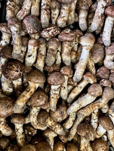 【2日間限定 松茸ごはん提供します！】

こんにちは！
ベジフルキッチンです🥗

🍂✨🍁🍄‍🟫🌾🍁✨🍂
豊丘村産 松茸ごはん
ビュッフェメニューでご提供します！

大勢のお客様から
お問い合わせいただいておりました、
松茸を使ったメニュー
【2日間限定】でご用意します✨

◾️期間
2025/10/18(土)、10/19(日) のみ

◾️提供方法
入店時に「松茸ごはん引換券」を配布します。
料金を頂戴するお客様1名様につき、1枚のお渡しです。
※料金無料の未就学児分はお渡しできません。

お食事中に受け渡し場所まで引換券をお持ちいただき、
スタッフへお渡しください。
専用の容器に取り付けた
松茸ごはんをお渡しします！
数量限定、無くなり次第終了です。

🍂✨🍁🍄‍🟫🌾🍁✨🍂

高級松茸を食べ放題！は
流石にできませんが…😅
松茸の大産地である豊丘村だからこそできる
年に1度の振る舞いです🍁

11:00〜と12:45〜ご案内するお客様には
十分行き渡る量をご用意する予定ですが、
14:00以降遅い時間になると、
無くなってしまう可能性がございます。
予めご了承ください。

期間中は大変混雑が予想されますので、
原則【当日10時までの電話予約】でご予約を承ります。

また、10/19(日)は
ベジフルキッチン横の
とよおかマルシェ屋根付き広場特設会場で、
堀越まつたけ祭も開催されます🍄‍🟫
詳細は豊丘村観光協会
@toyooka_tabijikan 
の投稿をご覧ください！

ご来店お待ちしております！

✼••┈┈••✼••┈┈••✼••┈┈••✼••┈┈••✼ 
ベジフルキッチンは
 豊丘村の新鮮な野菜や果物が 
たっぷり取れるビュッフェスタイルの 
菜園ビュッフェレストラン 
﹍ ﹍ ﹍ ﹍ ﹍ ﹍ ﹍ ﹍ ﹍ 
ベジフルキッチン VEGE-FULL KITCHEN 
﹉ ﹉ ﹉ ﹉ ﹉ ﹉ ﹉ ﹉ ﹉ 
南信州唯一の日本野菜ソムリエ協会認定店です🥗

@道の駅南信州とよおかマルシェ 
長野県下伊那郡豊丘村神稲12410 
☎️0265-48-8063
🍅🍆🫛🥦🥬🥒🌶️🫑🌽🥕🧄🧅🥔🫜
#ベジフルキッチン
#vegefullkitchen
#菜園ビュッフェ
#ビュッフェ #レストラン
#野菜たっぷり #野菜ビュッフェ
#とよおか旅時間#とよおかマルシェ
#南信州とよおかマルシェ
#道の駅 #道の駅レストラン 
#豊丘村 #飯田市 #下伊那
#日本野菜ソムリエ協会認定レストラン
#松茸ごはん#まつたけ#2日間限定