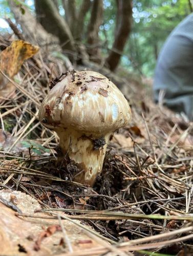 【松茸飯僅供應兩天! 】
您好!
這是一間素食廚房🥗
🍂✨🍁🍄🟫🌾🍁✨🍂
豐岡村松茸飯
提供自助餐菜單!
來自眾多客戶
我們已收到您的詢問,
松茸菜單
僅限2天!
◾️期間
僅限 2025 年 10 月 18 日星期六及 10 月 19 日星期日
◾️提供方法
進店時會贈送「松茸米兌換券」。
每位付費顧客將獲贈一張票券。
*不提供學齡前兒童免費門票。
用餐時請攜帶優惠券至取餐地點。
請將其交給工作人員。
安裝在專用容器中
松茸飯上桌啦!
數量有限,售完為止。
🍂✨🍁🍄🟫🌾🍁✨🍂
高級松茸無限量供應!
我當然不能這麼做…
只有在松茸主要產地豐岡村才有可能實現這一點。
這是一年一次的事🍁
11:00 至 12:45 為顧客提供指導
我們計劃為每個人準備足夠的食物,
下午 2:00 後,
有可能會遺失。
請預先警告。
預計這段時間將會非常擁擠。
原則上,我們接受您造訪當天上午 10:00 之前透過電話進行的預訂。
此外,10 月 19 日星期日
蔬菜廚房旁邊
在豐岡市場廣場特設會場,
堀越松茸祭也將舉行🍄🟫
詳情請洽豐岡村觀光協會。
@toyooka_tabijikan
查看貼文!
我們在等你!
✼••┈••✼••┈┈••┈•✼••┈┈••✼••┈┈••✼••┈┈••✼
蔬菜齊全的廚房
豐岡村的新鮮蔬菜和水果
自助餐樣式豐富
菜園自助餐廳
﹍﹍﹍﹍﹍﹍﹍﹍﹍
蔬菜齊全的廚房
﹉﹉﹉﹉﹉﹉﹉﹉﹉
我們是南信州唯一獲得日本蔬菜侍酒師協會認證的商店。
@道之站南新州豐岡Marche
長野縣下伊那郡豐岡村上根12410
☎️0265-48-8063
🍅🍆🫛🥦🥬🥒🌶️🫑🌽🥕🧄🧅🥔
#蔬菜廚房
#vegefullkitchen
#菜園自助餐
#自助餐#餐廳
#大量蔬菜 #蔬菜自助餐
#豐岡旅行時間#豐岡馬爾凱
#南信州豐岡Marche
#路邊站 #路邊站餐廳
#豐岡村#飯田市#下伊那
#日本蔬菜侍酒師協會認證餐廳
#松茸米 #松茸 #僅限2天