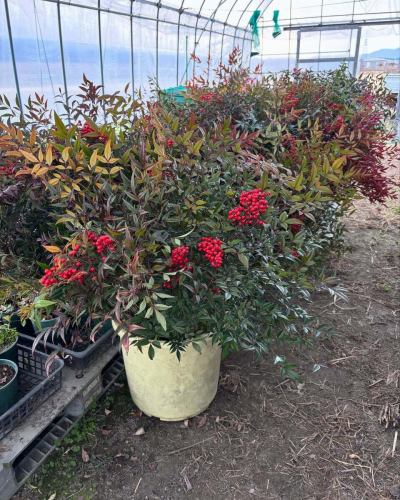 [February business calendar]

<Correction on 2/1>
Wednesday, March 4th is a business day.
Sorry, the calendar is incorrect.
Please check the latest information on our opening days in March in a separate post.

Hello!
It's a veggie kitchen 🫜

Due to the cold wave
Even in Toyooka Village, where snow rarely falls,
There have been days where it snowed recently☃️❄️
Are you feeling unwell due to the bitter cold?
Please take care of yourself 😌🌱

------------------
📣 February holiday announcement
Every Tuesday and Wednesday
3rd, 4th, 9th, 10th, 17th, 18th, 24th, 25th

As winter continues into January, the variety and yield of vegetables will be reduced.
We will be changing our regular closing days to two days a week❄️

Group use dates are marked with a 🚍 symbol.
If you would like to know more details, please contact us by phone.

During the holidays, please call Vegeful Kitchen.
Even if you contact us with a reservation or inquiry,
Please understand that we are unable to accommodate your request.
Online reservations are available 24 hours a day, even on holidays!
------------------

We apologize for the inconvenience,
We appreciate your understanding.

Seasonal vegetables and fruits
You can expect it to have a positive effect on your body.
Please come and enjoy plenty of vegetables❗️
February is Setsubun👹 and Valentine's Day💝
We will also be creating a menu tailored to your event!

📸Introduction of background photos
🧑‍🌾Nandina by Hasegawa

As an auspicious plant that "turns misfortune into good fortune"
It is used as a garnish for food.
The fruiting season is around December to January.
It is often used in New Year's decorations and New Year's dishes.

However, the fruit of the nandina is poisonous.
Overdose can cause poisoning
On the other hand, as a herbal medicine, it has analgesic and antiseptic properties.
It is said to have an active ingredient
It is sometimes included in throat lozenges.
Utilizing this antiseptic and antibacterial effect
It is said that it has come to be used as a garnish for food.

Minami Shinshu is a region where nandina production is thriving,
Especially in mountainous areas
In season, you can see the fields turning bright red.
The red berries look vibrant in the dead winter ❤️

✼••┈┈••✼••┈┈••✼••┈┈••✼••┈┈••✼
Vegeful Kitchen is
Fresh vegetables and fruits from Toyooka Village
A generous buffet-style meal
Vegetable Garden Buffet Restaurant
﹍ ﹍ ﹍ ﹍ ﹍ ﹍ ﹍ ﹍ ﹍
VEGE-FULL KITCHEN
﹉ ﹉ ﹉ ﹉ ﹉ ﹉ ﹉ ﹉ ﹉
We are the only store in Minami Shinshu certified by the Japan Vegetable Sommelier Association.

@Roadside Station Minami Shinshu Toyooka Marche
Nagano Prefecture, Shimoina District, Toyooka Village, Kamiina 12410
☎️0265-48-8063

#Vegetablefulkitchen
#VegetableBuffet
#Toyooka Marche Roadside Station
#Toyooka Village
#Japan Vegetable Sommelier Association Certified Store