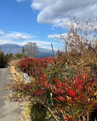 【2月営業カレンダー】

〈2/1訂正〉
3/4（水）は営業日です。
カレンダーの間違いです💦申し訳ございません。
3月の営業日は後日別の投稿で最新情報をご確認ください🙇

こんにちは！
ベジフルキッチンです🫜

大寒波の影響で
滅多に雪の降らない豊丘村でも
このところは雪が積もる日もあります☃️❄️
厳しい寒さで体調を崩されていないでしょうか？
どうぞご自愛くださいませ😌🌱

------------------
📣2月お休みのお知らせ
〇毎週火曜日、水曜日
3,4,9,10,17,18,24,25日

1月に引き続き冬季で野菜の種類や収穫量が減るため、
定休日を週２日に変更して営業してまいります❄️

団体様のご利用日は🚍マークが付いています。
詳細を確認したい場合はお電話でお問合せください。

お休み中、ベジフルキッチンのお電話へ
ご予約や問い合わせのご連絡をいただいても
対応出来かねますことご了承くださいませ。
定休日でもWeb予約なら24時間可能です！
------------------

ご不便をおかけいたしますが、
ご理解いただけますようお願いします。

旬の野菜・果物は
体の調子を整える効果が期待できます🥗
ぜひたっぷり野菜を食べにお越しください❗️
2月は節分👹とバレンタインデー💝
イベントに合わせたメニューもご用意する予定です！

📸背景写真のご紹介
🧑‍🌾長谷川さんの南天

「難を転じて福となす」縁起のいい植物として
お料理のあしらいに使用されています🌿
ちょうど実がなる時期が12～1月ごろで、
お正月飾りやおせち料理によく使われていますね❣️

ただ、南天の実には毒があり
過剰摂取すると中毒症状を引き起こします☠️
一方で生薬としては鎮痛・殺菌作用など
有効成分があるとされて
のど飴に配合されていることもあります。
この防腐・殺菌作用を活用して
お料理のあしらいに使用されるようになったとも言います🌱

南信州は南天の生産がさかんな地域で、
中山間地域で特に
時期になると真っ赤な圃場の様子を見ることができます。
冬枯れのなか、赤い実が鮮やかに見えますよ❤️

✼••┈┈••✼••┈┈••✼••┈┈••✼••┈┈••✼ 
ベジフルキッチンは
 豊丘村の新鮮な野菜や果物が 
たっぷり取れるビュッフェスタイルの 
菜園ビュッフェレストラン 
﹍ ﹍ ﹍ ﹍ ﹍ ﹍ ﹍ ﹍ ﹍ 
ベジフルキッチン VEGE-FULL KITCHEN 
﹉ ﹉ ﹉ ﹉ ﹉ ﹉ ﹉ ﹉ ﹉ 
南信州唯一の日本野菜ソムリエ協会認定店です🥗

@道の駅南信州とよおかマルシェ 
長野県下伊那郡豊丘村神稲12410 
☎️0265-48-8063

#ベジフルキッチン
#野菜ビュッフェ
#道の駅とよおかマルシェ
#豊丘村
#日本野菜ソムリエ協会認定店