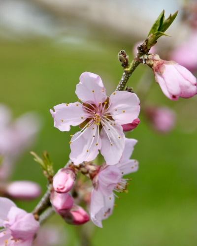 【3月営業カレンダー】

こんにちは！
ベジフルキッチンです🍓

日中は暖かくなる日も増えて、
春が近づいてきましたね☀️

お出かけになる方も増えて、
土日祝日は特にお食事にいらっしゃるお客様も増えてまいりました。

3月3日は桃の節句🎎
1,2日は特別メニューをご用意する予定です🌸🍡

------------------
📣3月お休みのお知らせ
〇毎週火曜日

団体様のご利用日は🚍マークが付いています。
詳細を確認したい場合はお電話でお問合せください。

お休み中、ベジフルキッチンのお電話へ
ご予約や問い合わせのご連絡をいただいても
対応出来かねますことご了承くださいませ。
定休日でもWeb予約なら24時間可能です！
------------------

ご不便をおかけいたしますが、
ご理解いただけますようお願いします。

また、1～２月は冬季で利用を停止していた
テラス席について、３月から利用再開いたします🌱
（雨天・強風時は利用不可となります。）

可愛らしい春のお花や、ハーブの新芽を見ながら
お食事をお楽しみくださいませ🌷🪴🕊️

📸背景写真のご紹介
胡桃澤さんの桃（実桃🍑の花）
［撮影日:2024/4/7］

３月下旬～４月上旬にかけて、
綺麗な花が咲きます🌸

観賞用の花桃は花びらが八重になっているものが多く、
白・ピンク・赤色と華やかですが、
夏に収穫されて美味しく食べることができる実桃の花は、
白～ピンク色で一重咲きの素朴なお花です🍑

ベジフルキッチンのある豊丘村は
桃を栽培している農家さんも多くいらっしゃって、
時期になると実桃の花を見ることができますよ💕

淡いピンクと青空のコントラストが綺麗で
まさに桃源郷のようです🌸🌸🌸
※花桃は約１か月ほど遅れた４月中旬～下旬が見ごろです。

✼••┈┈••✼••┈┈••✼••┈┈••✼••┈┈••✼ 
ベジフルキッチンは
 豊丘村の新鮮な野菜や果物が 
たっぷり取れるビュッフェスタイルの 
菜園ビュッフェレストラン 
﹍ ﹍ ﹍ ﹍ ﹍ ﹍ ﹍ ﹍ ﹍ 
ベジフルキッチン VEGE-FULL KITCHEN 
﹉ ﹉ ﹉ ﹉ ﹉ ﹉ ﹉ ﹉ ﹉ 
南信州唯一の日本野菜ソムリエ協会認定店です🥗

@道の駅南信州とよおかマルシェ 
長野県下伊那郡豊丘村神稲12410 
☎️0265-48-8063

#ベジフルキッチン
#野菜ビュッフェ
#道の駅とよおかマルシェ
#豊丘村
#日本野菜ソムリエ協会認定店