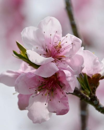 【3月営業カレンダー】

こんにちは！
ベジフルキッチンです🍓

日中は暖かくなる日も増えて、
春が近づいてきましたね☀️

お出かけになる方も増えて、
土日祝日は特にお食事にいらっしゃるお客様も増えてまいりました。

3月3日は桃の節句🎎
1,2日は特別メニューをご用意する予定です🌸🍡

------------------
📣3月お休みのお知らせ
〇毎週火曜日

団体様のご利用日は🚍マークが付いています。
詳細を確認したい場合はお電話でお問合せください。

お休み中、ベジフルキッチンのお電話へ
ご予約や問い合わせのご連絡をいただいても
対応出来かねますことご了承くださいませ。
定休日でもWeb予約なら24時間可能です！
------------------

ご不便をおかけいたしますが、
ご理解いただけますようお願いします。

また、1～２月は冬季で利用を停止していた
テラス席について、３月から利用再開いたします🌱
（雨天・強風時は利用不可となります。）

可愛らしい春のお花や、ハーブの新芽を見ながら
お食事をお楽しみくださいませ🌷🪴🕊️

📸背景写真のご紹介
胡桃澤さんの桃（実桃🍑の花）
［撮影日:2024/4/7］

３月下旬～４月上旬にかけて、
綺麗な花が咲きます🌸

観賞用の花桃は花びらが八重になっているものが多く、
白・ピンク・赤色と華やかですが、
夏に収穫されて美味しく食べることができる実桃の花は、
白～ピンク色で一重咲きの素朴なお花です🍑

ベジフルキッチンのある豊丘村は
桃を栽培している農家さんも多くいらっしゃって、
時期になると実桃の花を見ることができますよ💕

淡いピンクと青空のコントラストが綺麗で
まさに桃源郷のようです🌸🌸🌸
※花桃は約１か月ほど遅れた４月中旬～下旬が見ごろです。

✼••┈┈••✼••┈┈••✼••┈┈••✼••┈┈••✼ 
ベジフルキッチンは
 豊丘村の新鮮な野菜や果物が 
たっぷり取れるビュッフェスタイルの 
菜園ビュッフェレストラン 
﹍ ﹍ ﹍ ﹍ ﹍ ﹍ ﹍ ﹍ ﹍ 
ベジフルキッチン VEGE-FULL KITCHEN 
﹉ ﹉ ﹉ ﹉ ﹉ ﹉ ﹉ ﹉ ﹉ 
南信州唯一の日本野菜ソムリエ協会認定店です🥗

@道の駅南信州とよおかマルシェ 
長野県下伊那郡豊丘村神稲12410 
☎️0265-48-8063

#ベジフルキッチン
#野菜ビュッフェ
#道の駅とよおかマルシェ
#豊丘村
#日本野菜ソムリエ協会認定店