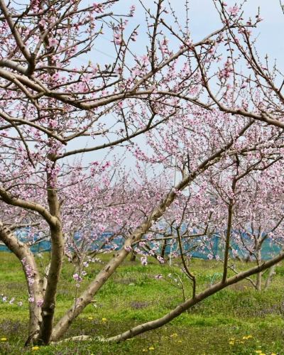 【3月営業カレンダー】

こんにちは！
ベジフルキッチンです🍓

日中は暖かくなる日も増えて、
春が近づいてきましたね☀️

お出かけになる方も増えて、
土日祝日は特にお食事にいらっしゃるお客様も増えてまいりました。

3月3日は桃の節句🎎
1,2日は特別メニューをご用意する予定です🌸🍡

------------------
📣3月お休みのお知らせ
〇毎週火曜日

団体様のご利用日は🚍マークが付いています。
詳細を確認したい場合はお電話でお問合せください。

お休み中、ベジフルキッチンのお電話へ
ご予約や問い合わせのご連絡をいただいても
対応出来かねますことご了承くださいませ。
定休日でもWeb予約なら24時間可能です！
------------------

ご不便をおかけいたしますが、
ご理解いただけますようお願いします。

また、1～２月は冬季で利用を停止していた
テラス席について、３月から利用再開いたします🌱
（雨天・強風時は利用不可となります。）

可愛らしい春のお花や、ハーブの新芽を見ながら
お食事をお楽しみくださいませ🌷🪴🕊️

📸背景写真のご紹介
胡桃澤さんの桃（実桃🍑の花）
［撮影日:2024/4/7］

３月下旬～４月上旬にかけて、
綺麗な花が咲きます🌸

観賞用の花桃は花びらが八重になっているものが多く、
白・ピンク・赤色と華やかですが、
夏に収穫されて美味しく食べることができる実桃の花は、
白～ピンク色で一重咲きの素朴なお花です🍑

ベジフルキッチンのある豊丘村は
桃を栽培している農家さんも多くいらっしゃって、
時期になると実桃の花を見ることができますよ💕

淡いピンクと青空のコントラストが綺麗で
まさに桃源郷のようです🌸🌸🌸
※花桃は約１か月ほど遅れた４月中旬～下旬が見ごろです。

✼••┈┈••✼••┈┈••✼••┈┈••✼••┈┈••✼ 
ベジフルキッチンは
 豊丘村の新鮮な野菜や果物が 
たっぷり取れるビュッフェスタイルの 
菜園ビュッフェレストラン 
﹍ ﹍ ﹍ ﹍ ﹍ ﹍ ﹍ ﹍ ﹍ 
ベジフルキッチン VEGE-FULL KITCHEN 
﹉ ﹉ ﹉ ﹉ ﹉ ﹉ ﹉ ﹉ ﹉ 
南信州唯一の日本野菜ソムリエ協会認定店です🥗

@道の駅南信州とよおかマルシェ 
長野県下伊那郡豊丘村神稲12410 
☎️0265-48-8063

#ベジフルキッチン
#野菜ビュッフェ
#道の駅とよおかマルシェ
#豊丘村
#日本野菜ソムリエ協会認定店