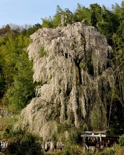 【4月営業カレンダー】

こんにちは！
ベジフルキッチンです

今年は全国的に桜の開花が早いようで、
豊丘村でも続々と開花情報が届いています🌸

暖かくなり、畑作業をされる農家さんの姿が増えてまいりました🧑‍🌾
これから届く春の野菜が楽しみです🫛🥕🧅

-------------------------------
📣4月お休みのお知らせ
〇毎週火曜日

〇ゴールデンウイーク期間
2026/4/29(水)～5/6(水)休みなく営業いたします！
※GW期間中は平日も
ビュッフェ90分コースのみとなります。
（ワンプレート60分コースは
ご注文いただけませんので、ご了承ください。）

また、団体様のご利用日は 🚍マークが付いています。
詳細を確認したい場合はお電話でお問合せください。

お休み中、ベジフルキッチンのお電話へ
ご予約や問い合わせのご連絡をいただいても
対応出来かねますことご了承くださいませ。
定休日でもWeb予約なら24時間可能です！
-------------------------------

ご不便をおかけいたしますが、
ご理解いただけますようお願いします。

📸背景写真のご紹介
豊丘村のお花🌼
※過去2024、2025年に撮影したものです。

4月はお花の最盛期！
春爛漫です🌸🌸🌸

樹齢推定400年以上の一本桜から、
枝垂れ桜、ソメイヨシノが並ぶ公園など
見所がたくさんあります🌸
また、スイセンや花桃も順に咲き、
中央アルプスの雪景色と合わせてお楽しみいただける
絶景スポットもございますよ🏔️🌸✨

タイミングが合えばぜひ、
お食事と合わせてお立ち寄りください☺️

お花の開花状況や詳細は、
豊丘村観光協会
@toyooka_tabijikan 
が発信しておりますので、
よろしければご覧くださいませ！

✼••┈┈••✼••┈┈••✼••┈┈••✼••┈┈••✼ 
ベジフルキッチンは
 豊丘村の新鮮な野菜や果物が 
たっぷり取れるビュッフェスタイルの 
菜園ビュッフェレストラン 
﹍ ﹍ ﹍ ﹍ ﹍ ﹍ ﹍ ﹍ ﹍ 
ベジフルキッチン VEGE-FULL KITCHEN 
﹉ ﹉ ﹉ ﹉ ﹉ ﹉ ﹉ ﹉ ﹉ 
南信州唯一の日本野菜ソムリエ協会認定店です🥗

@道の駅南信州とよおかマルシェ 
長野県下伊那郡豊丘村神稲12410 
☎️0265-48-8063

#ベジフルキッチン
#野菜ビュッフェ
#道の駅とよおかマルシェ
#豊丘村
#日本野菜ソムリエ協会認定店