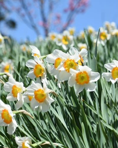 【4月営業カレンダー】

こんにちは！
ベジフルキッチンです

今年は全国的に桜の開花が早いようで、
豊丘村でも続々と開花情報が届いています🌸

暖かくなり、畑作業をされる農家さんの姿が増えてまいりました🧑‍🌾
これから届く春の野菜が楽しみです🫛🥕🧅

-------------------------------
📣4月お休みのお知らせ
〇毎週火曜日

〇ゴールデンウイーク期間
2026/4/29(水)～5/6(水)休みなく営業いたします！
※GW期間中は平日も
ビュッフェ90分コースのみとなります。
（ワンプレート60分コースは
ご注文いただけませんので、ご了承ください。）

また、団体様のご利用日は 🚍マークが付いています。
詳細を確認したい場合はお電話でお問合せください。

お休み中、ベジフルキッチンのお電話へ
ご予約や問い合わせのご連絡をいただいても
対応出来かねますことご了承くださいませ。
定休日でもWeb予約なら24時間可能です！
-------------------------------

ご不便をおかけいたしますが、
ご理解いただけますようお願いします。

📸背景写真のご紹介
豊丘村のお花🌼
※過去2024、2025年に撮影したものです。

4月はお花の最盛期！
春爛漫です🌸🌸🌸

樹齢推定400年以上の一本桜から、
枝垂れ桜、ソメイヨシノが並ぶ公園など
見所がたくさんあります🌸
また、スイセンや花桃も順に咲き、
中央アルプスの雪景色と合わせてお楽しみいただける
絶景スポットもございますよ🏔️🌸✨

タイミングが合えばぜひ、
お食事と合わせてお立ち寄りください☺️

お花の開花状況や詳細は、
豊丘村観光協会
@toyooka_tabijikan 
が発信しておりますので、
よろしければご覧くださいませ！

✼••┈┈••✼••┈┈••✼••┈┈••✼••┈┈••✼ 
ベジフルキッチンは
 豊丘村の新鮮な野菜や果物が 
たっぷり取れるビュッフェスタイルの 
菜園ビュッフェレストラン 
﹍ ﹍ ﹍ ﹍ ﹍ ﹍ ﹍ ﹍ ﹍ 
ベジフルキッチン VEGE-FULL KITCHEN 
﹉ ﹉ ﹉ ﹉ ﹉ ﹉ ﹉ ﹉ ﹉ 
南信州唯一の日本野菜ソムリエ協会認定店です🥗

@道の駅南信州とよおかマルシェ 
長野県下伊那郡豊丘村神稲12410 
☎️0265-48-8063

#ベジフルキッチン
#野菜ビュッフェ
#道の駅とよおかマルシェ
#豊丘村
#日本野菜ソムリエ協会認定店