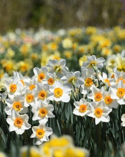 【4月営業カレンダー】

こんにちは！
ベジフルキッチンです

今年は全国的に桜の開花が早いようで、
豊丘村でも続々と開花情報が届いています🌸

暖かくなり、畑作業をされる農家さんの姿が増えてまいりました🧑‍🌾
これから届く春の野菜が楽しみです🫛🥕🧅

-------------------------------
📣4月お休みのお知らせ
〇毎週火曜日

〇ゴールデンウイーク期間
2026/4/29(水)～5/6(水)休みなく営業いたします！
※GW期間中は平日も
ビュッフェ90分コースのみとなります。
（ワンプレート60分コースは
ご注文いただけませんので、ご了承ください。）

また、団体様のご利用日は 🚍マークが付いています。
詳細を確認したい場合はお電話でお問合せください。

お休み中、ベジフルキッチンのお電話へ
ご予約や問い合わせのご連絡をいただいても
対応出来かねますことご了承くださいませ。
定休日でもWeb予約なら24時間可能です！
-------------------------------

ご不便をおかけいたしますが、
ご理解いただけますようお願いします。

📸背景写真のご紹介
豊丘村のお花🌼
※過去2024、2025年に撮影したものです。

4月はお花の最盛期！
春爛漫です🌸🌸🌸

樹齢推定400年以上の一本桜から、
枝垂れ桜、ソメイヨシノが並ぶ公園など
見所がたくさんあります🌸
また、スイセンや花桃も順に咲き、
中央アルプスの雪景色と合わせてお楽しみいただける
絶景スポットもございますよ🏔️🌸✨

タイミングが合えばぜひ、
お食事と合わせてお立ち寄りください☺️

お花の開花状況や詳細は、
豊丘村観光協会
@toyooka_tabijikan 
が発信しておりますので、
よろしければご覧くださいませ！

✼••┈┈••✼••┈┈••✼••┈┈••✼••┈┈••✼ 
ベジフルキッチンは
 豊丘村の新鮮な野菜や果物が 
たっぷり取れるビュッフェスタイルの 
菜園ビュッフェレストラン 
﹍ ﹍ ﹍ ﹍ ﹍ ﹍ ﹍ ﹍ ﹍ 
ベジフルキッチン VEGE-FULL KITCHEN 
﹉ ﹉ ﹉ ﹉ ﹉ ﹉ ﹉ ﹉ ﹉ 
南信州唯一の日本野菜ソムリエ協会認定店です🥗

@道の駅南信州とよおかマルシェ 
長野県下伊那郡豊丘村神稲12410 
☎️0265-48-8063

#ベジフルキッチン
#野菜ビュッフェ
#道の駅とよおかマルシェ
#豊丘村
#日本野菜ソムリエ協会認定店