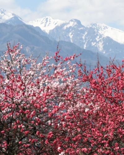 【4月営業カレンダー】

こんにちは！
ベジフルキッチンです

今年は全国的に桜の開花が早いようで、
豊丘村でも続々と開花情報が届いています🌸

暖かくなり、畑作業をされる農家さんの姿が増えてまいりました🧑‍🌾
これから届く春の野菜が楽しみです🫛🥕🧅

-------------------------------
📣4月お休みのお知らせ
〇毎週火曜日

〇ゴールデンウイーク期間
2026/4/29(水)～5/6(水)休みなく営業いたします！
※GW期間中は平日も
ビュッフェ90分コースのみとなります。
（ワンプレート60分コースは
ご注文いただけませんので、ご了承ください。）

また、団体様のご利用日は 🚍マークが付いています。
詳細を確認したい場合はお電話でお問合せください。

お休み中、ベジフルキッチンのお電話へ
ご予約や問い合わせのご連絡をいただいても
対応出来かねますことご了承くださいませ。
定休日でもWeb予約なら24時間可能です！
-------------------------------

ご不便をおかけいたしますが、
ご理解いただけますようお願いします。

📸背景写真のご紹介
豊丘村のお花🌼
※過去2024、2025年に撮影したものです。

4月はお花の最盛期！
春爛漫です🌸🌸🌸

樹齢推定400年以上の一本桜から、
枝垂れ桜、ソメイヨシノが並ぶ公園など
見所がたくさんあります🌸
また、スイセンや花桃も順に咲き、
中央アルプスの雪景色と合わせてお楽しみいただける
絶景スポットもございますよ🏔️🌸✨

タイミングが合えばぜひ、
お食事と合わせてお立ち寄りください☺️

お花の開花状況や詳細は、
豊丘村観光協会
@toyooka_tabijikan 
が発信しておりますので、
よろしければご覧くださいませ！

✼••┈┈••✼••┈┈••✼••┈┈••✼••┈┈••✼ 
ベジフルキッチンは
 豊丘村の新鮮な野菜や果物が 
たっぷり取れるビュッフェスタイルの 
菜園ビュッフェレストラン 
﹍ ﹍ ﹍ ﹍ ﹍ ﹍ ﹍ ﹍ ﹍ 
ベジフルキッチン VEGE-FULL KITCHEN 
﹉ ﹉ ﹉ ﹉ ﹉ ﹉ ﹉ ﹉ ﹉ 
南信州唯一の日本野菜ソムリエ協会認定店です🥗

@道の駅南信州とよおかマルシェ 
長野県下伊那郡豊丘村神稲12410 
☎️0265-48-8063

#ベジフルキッチン
#野菜ビュッフェ
#道の駅とよおかマルシェ
#豊丘村
#日本野菜ソムリエ協会認定店