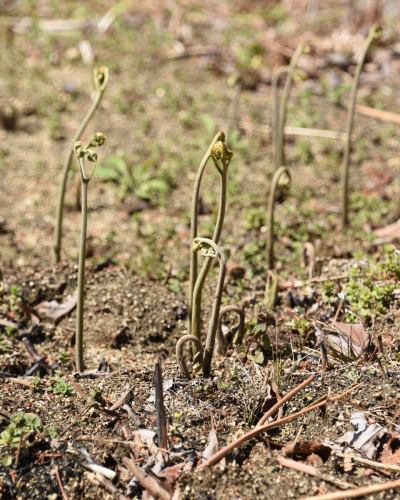 【豊丘村の農家さん紹介１】

ベジフルキッチンに春の恵みを届けてくれる、
生産者さんをご紹介します🌿

………………………………
👩‍🌾宮外さん
\わらび、タラの芽を出荷してくださっています/
………………………………

写真では伝わり切らないほどの急な斜面に、
4月上旬ごろニョキニョキと頭を出してくる『わらび』。
強靭な棘のある幹から芽吹く、『タラの芽』。
山の幸が手に入る時期になりましたね🌱

宮外さんは15歳まで過ごした実家を一度離れ、
約20年前にこの地へ戻ってきました。

元々あった畑は現在の1/10の規模からの
スタートだったそうです。
特にわらびはとても繊細で、雑草に負けやすい作物。
太くやわらかく育てるためには、
日々丁寧に手をかけることが欠かせません。

お家や畑の周りも毎日とても綺麗に管理されていて、
山菜が採れる時期は花が咲き誇っています🌸

山の寒暖差の中で育つことで、
ぐっと旨みが凝縮されるのがこの地域の特徴。

「自然に近い環境だからこそ生まれる、
春ならではの“濃い味わい”が魅力。
ぜひしっかり味わって食べていただきたい。」
そんな想いとともに、
今日も宮外さんは畑に向き合っています。

この季節だけの特別な美味しさ、
ぜひ感じてみてください✨

🌿農家さんのおすすめの食べかた
・わらびのおひたし
・竹の子とわらびの煮物
・タラの芽の天ぷら

✼••┈┈••✼••┈┈••✼••┈┈••✼••┈┈••✼ 
ベジフルキッチンは
 豊丘村の新鮮な野菜や果物が 
たっぷり取れるビュッフェスタイルの 
菜園ビュッフェレストラン 
﹍ ﹍ ﹍ ﹍ ﹍ ﹍ ﹍ ﹍ ﹍ 
ベジフルキッチン VEGE-FULL KITCHEN 
﹉ ﹉ ﹉ ﹉ ﹉ ﹉ ﹉ ﹉ ﹉ 
南信州唯一の日本野菜ソムリエ協会認定店です🥗

@道の駅南信州とよおかマルシェ 
長野県下伊那郡豊丘村神稲12410 
☎️0265-48-8063

#ベジフルキッチン
#野菜ビュッフェ
#道の駅とよおかマルシェ
#豊丘村
#日本野菜ソムリエ協会認定店