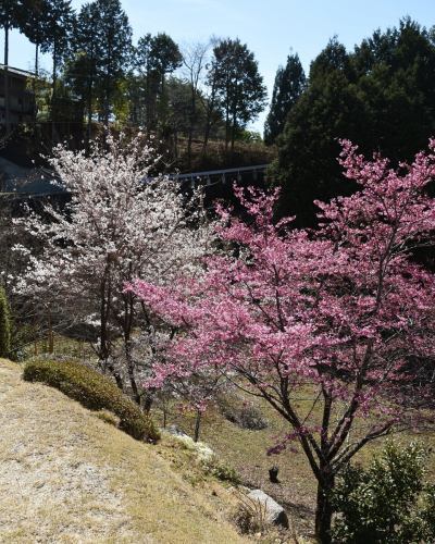 【豊丘村の農家さん紹介１】

ベジフルキッチンに春の恵みを届けてくれる、
生産者さんをご紹介します🌿

………………………………
👩‍🌾宮外さん
\わらび、タラの芽を出荷してくださっています/
………………………………

写真では伝わり切らないほどの急な斜面に、
4月上旬ごろニョキニョキと頭を出してくる『わらび』。
強靭な棘のある幹から芽吹く、『タラの芽』。
山の幸が手に入る時期になりましたね🌱

宮外さんは15歳まで過ごした実家を一度離れ、
約20年前にこの地へ戻ってきました。

元々あった畑は現在の1/10の規模からの
スタートだったそうです。
特にわらびはとても繊細で、雑草に負けやすい作物。
太くやわらかく育てるためには、
日々丁寧に手をかけることが欠かせません。

お家や畑の周りも毎日とても綺麗に管理されていて、
山菜が採れる時期は花が咲き誇っています🌸

山の寒暖差の中で育つことで、
ぐっと旨みが凝縮されるのがこの地域の特徴。

「自然に近い環境だからこそ生まれる、
春ならではの“濃い味わい”が魅力。
ぜひしっかり味わって食べていただきたい。」
そんな想いとともに、
今日も宮外さんは畑に向き合っています。

この季節だけの特別な美味しさ、
ぜひ感じてみてください✨

🌿農家さんのおすすめの食べかた
・わらびのおひたし
・竹の子とわらびの煮物
・タラの芽の天ぷら

✼••┈┈••✼••┈┈••✼••┈┈••✼••┈┈••✼ 
ベジフルキッチンは
 豊丘村の新鮮な野菜や果物が 
たっぷり取れるビュッフェスタイルの 
菜園ビュッフェレストラン 
﹍ ﹍ ﹍ ﹍ ﹍ ﹍ ﹍ ﹍ ﹍ 
ベジフルキッチン VEGE-FULL KITCHEN 
﹉ ﹉ ﹉ ﹉ ﹉ ﹉ ﹉ ﹉ ﹉ 
南信州唯一の日本野菜ソムリエ協会認定店です🥗

@道の駅南信州とよおかマルシェ 
長野県下伊那郡豊丘村神稲12410 
☎️0265-48-8063

#ベジフルキッチン
#野菜ビュッフェ
#道の駅とよおかマルシェ
#豊丘村
#日本野菜ソムリエ協会認定店
