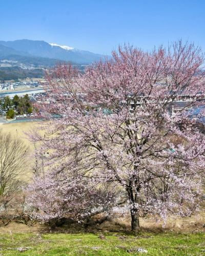 【4月営業カレンダー】

こんにちは！
ベジフルキッチンです

今年は全国的に桜の開花が早いようで、
豊丘村でも続々と開花情報が届いています🌸

暖かくなり、畑作業をされる農家さんの姿が増えてまいりました🧑‍🌾
これから届く春の野菜が楽しみです🫛🥕🧅

-------------------------------
📣4月お休みのお知らせ
〇毎週火曜日

〇ゴールデンウイーク期間
2026/4/29(水)～5/6(水)休みなく営業いたします！
※GW期間中は平日も
ビュッフェ90分コースのみとなります。
（ワンプレート60分コースは
ご注文いただけませんので、ご了承ください。）

また、団体様のご利用日は 🚍マークが付いています。
詳細を確認したい場合はお電話でお問合せください。

お休み中、ベジフルキッチンのお電話へ
ご予約や問い合わせのご連絡をいただいても
対応出来かねますことご了承くださいませ。
定休日でもWeb予約なら24時間可能です！
-------------------------------

ご不便をおかけいたしますが、
ご理解いただけますようお願いします。

📸背景写真のご紹介
豊丘村のお花🌼
※過去2024、2025年に撮影したものです。

4月はお花の最盛期！
春爛漫です🌸🌸🌸

樹齢推定400年以上の一本桜から、
枝垂れ桜、ソメイヨシノが並ぶ公園など
見所がたくさんあります🌸
また、スイセンや花桃も順に咲き、
中央アルプスの雪景色と合わせてお楽しみいただける
絶景スポットもございますよ🏔️🌸✨

タイミングが合えばぜひ、
お食事と合わせてお立ち寄りください☺️

お花の開花状況や詳細は、
豊丘村観光協会
@toyooka_tabijikan 
が発信しておりますので、
よろしければご覧くださいませ！

✼••┈┈••✼••┈┈••✼••┈┈••✼••┈┈••✼ 
ベジフルキッチンは
 豊丘村の新鮮な野菜や果物が 
たっぷり取れるビュッフェスタイルの 
菜園ビュッフェレストラン 
﹍ ﹍ ﹍ ﹍ ﹍ ﹍ ﹍ ﹍ ﹍ 
ベジフルキッチン VEGE-FULL KITCHEN 
﹉ ﹉ ﹉ ﹉ ﹉ ﹉ ﹉ ﹉ ﹉ 
南信州唯一の日本野菜ソムリエ協会認定店です🥗

@道の駅南信州とよおかマルシェ 
長野県下伊那郡豊丘村神稲12410 
☎️0265-48-8063

#ベジフルキッチン
#野菜ビュッフェ
#道の駅とよおかマルシェ
#豊丘村
#日本野菜ソムリエ協会認定店