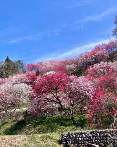 【4月営業カレンダー】

こんにちは！
ベジフルキッチンです

今年は全国的に桜の開花が早いようで、
豊丘村でも続々と開花情報が届いています🌸

暖かくなり、畑作業をされる農家さんの姿が増えてまいりました🧑‍🌾
これから届く春の野菜が楽しみです🫛🥕🧅

-------------------------------
📣4月お休みのお知らせ
〇毎週火曜日

〇ゴールデンウイーク期間
2026/4/29(水)～5/6(水)休みなく営業いたします！
※GW期間中は平日も
ビュッフェ90分コースのみとなります。
（ワンプレート60分コースは
ご注文いただけませんので、ご了承ください。）

また、団体様のご利用日は 🚍マークが付いています。
詳細を確認したい場合はお電話でお問合せください。

お休み中、ベジフルキッチンのお電話へ
ご予約や問い合わせのご連絡をいただいても
対応出来かねますことご了承くださいませ。
定休日でもWeb予約なら24時間可能です！
-------------------------------

ご不便をおかけいたしますが、
ご理解いただけますようお願いします。

📸背景写真のご紹介
豊丘村のお花🌼
※過去2024、2025年に撮影したものです。

4月はお花の最盛期！
春爛漫です🌸🌸🌸

樹齢推定400年以上の一本桜から、
枝垂れ桜、ソメイヨシノが並ぶ公園など
見所がたくさんあります🌸
また、スイセンや花桃も順に咲き、
中央アルプスの雪景色と合わせてお楽しみいただける
絶景スポットもございますよ🏔️🌸✨

タイミングが合えばぜひ、
お食事と合わせてお立ち寄りください☺️

お花の開花状況や詳細は、
豊丘村観光協会
@toyooka_tabijikan 
が発信しておりますので、
よろしければご覧くださいませ！

✼••┈┈••✼••┈┈••✼••┈┈••✼••┈┈••✼ 
ベジフルキッチンは
 豊丘村の新鮮な野菜や果物が 
たっぷり取れるビュッフェスタイルの 
菜園ビュッフェレストラン 
﹍ ﹍ ﹍ ﹍ ﹍ ﹍ ﹍ ﹍ ﹍ 
ベジフルキッチン VEGE-FULL KITCHEN 
﹉ ﹉ ﹉ ﹉ ﹉ ﹉ ﹉ ﹉ ﹉ 
南信州唯一の日本野菜ソムリエ協会認定店です🥗

@道の駅南信州とよおかマルシェ 
長野県下伊那郡豊丘村神稲12410 
☎️0265-48-8063

#ベジフルキッチン
#野菜ビュッフェ
#道の駅とよおかマルシェ
#豊丘村
#日本野菜ソムリエ協会認定店