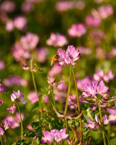 【5월 영업 캘린더】

안녕하세요!
베지풀 부엌입니다 🎏

보내기 쉬운 기온이 되어,
점내에서 보이는 허브 가든에도
다양한 꽃이 피고 있습니다 🌸
허브 가든을 보면서
테라스 석에서의 식사도 추천합니다 😊

또, 도요오카무라에서는 대나무 사냥이 시작됩니다.
레스토랑에서도 죽순이나 튀김 등
제공합니다!

—————————————

📣 5월 휴일 알림
◯ 매주 화요일
◯ 7일(목)은 GW의 대체로 쉬실 수 있습니다.

◯ 골든 위크 기간
2026/4/29 (수) ~ 5/6 (수)는 쉬지 않고 영업합니다!
※GW기간중은 평일도
뷔페 90분 코스만 가능합니다.
(원플레이트 60분 코스는
주문하실 수 없으므로주의하시기 바랍니다 🙇🏻‍♀️)

⭐︎GW 기간 중에는 특별 메뉴를
제공할 예정입니다 😋

또, 단체님의 이용일은 🚍 마크가 붙어 있습니다.
자세한 내용을 확인하려면 전화로 문의하세요.

휴가 중, 채식 주방에 전화로
예약이나 문의를 해도
대응할 수 없기 때문에 양해 바랍니다.
정기 휴일에도 웹 예약이라면 24 시간 가능합니다!

—————————————

불편을 끼쳐 드려 죄송합니다.
이해해 주시기 바랍니다.

📷 배경 사진 소개
도요오카무라의 렌게밭🌸

모내기 전의 논에서 피는 렝게(겐게)입니다.
이 시기, 도요오카 마을 곳곳에서
논이 핑크색으로 물들어요 🌸

벽돌 농법이라고 불리며,
가을에 벼 베기 후의 논에 벽돌의 씨를 뿌려,
봄에 만발한 꽃
트랙터로 흙에 넣는 자연 농법입니다.

벽돌은 자연의 비료가되어 토양을 풍부하게합니다.
화학 비료와 농약의 감소
안전한 쌀을 재배할 수 있습니다 🌾

레스토랑에서는 도요 오카 마을에서 만든 쌀
제공합니다.

타이밍이 맞으면 꼭,
식사와 함께 들러주세요 ☺️

✼••┈┈••✼••┈┈••✼••┈┈••✼••┈┈••✼
베지풀 주방은
도요 오카 마을의 신선한 야채와 과일
풍부한 뷔페 스타일
菜園 뷔페 레스토랑
﹍ ﹍ ﹍ ﹍ ﹍ ﹍ ﹍ ﹍
베지풀 주방 VEGE-FULL KITCHEN
﹉ ﹉ ﹉ ﹉ ﹉ ﹉ ﹉ ﹉ ﹉
미나미 신슈 유일의 일본 야채 소믈리에 협회 인정점입니다 🥗

@ 미치노에키 미나미신슈와 요오카 마르쉐
나가노현 시모이나군 도요오카무라 신이나12410
☎️0265-48-8063

#베지풀
#야채뷔페
#도로역과요오카마르쉐
#도요오카무라
#일본야채소믈리에협회인정점