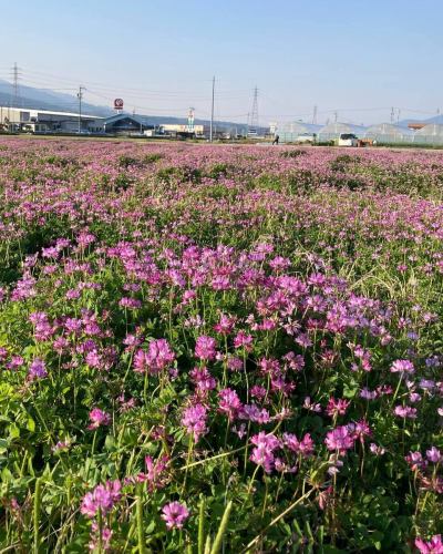 【5월 영업 캘린더】

안녕하세요!
베지풀 부엌입니다 🎏

보내기 쉬운 기온이 되어,
점내에서 보이는 허브 가든에도
다양한 꽃이 피고 있습니다 🌸
허브 가든을 보면서
테라스 석에서의 식사도 추천합니다 😊

또, 도요오카무라에서는 대나무 사냥이 시작됩니다.
레스토랑에서도 죽순이나 튀김 등
제공합니다!

—————————————

📣 5월 휴일 알림
◯ 매주 화요일
◯ 7일(목)은 GW의 대체로 쉬실 수 있습니다.

◯ 골든 위크 기간
2026/4/29 (수) ~ 5/6 (수)는 쉬지 않고 영업합니다!
※GW기간중은 평일도
뷔페 90분 코스만 가능합니다.
(원플레이트 60분 코스는
주문하실 수 없으므로주의하시기 바랍니다 🙇🏻‍♀️)

⭐︎GW 기간 중에는 특별 메뉴를
제공할 예정입니다 😋

또, 단체님의 이용일은 🚍 마크가 붙어 있습니다.
자세한 내용을 확인하려면 전화로 문의하세요.

휴가 중, 채식 주방에 전화로
예약이나 문의를 해도
대응할 수 없기 때문에 양해 바랍니다.
정기 휴일에도 웹 예약이라면 24 시간 가능합니다!

—————————————

불편을 끼쳐 드려 죄송합니다.
이해해 주시기 바랍니다.

📷 배경 사진 소개
도요오카무라의 렌게밭🌸

모내기 전의 논에서 피는 렝게(겐게)입니다.
이 시기, 도요오카 마을 곳곳에서
논이 핑크색으로 물들어요 🌸

벽돌 농법이라고 불리며,
가을에 벼 베기 후의 논에 벽돌의 씨를 뿌려,
봄에 만발한 꽃
트랙터로 흙에 넣는 자연 농법입니다.

벽돌은 자연의 비료가되어 토양을 풍부하게합니다.
화학 비료와 농약의 감소
안전한 쌀을 재배할 수 있습니다 🌾

레스토랑에서는 도요 오카 마을에서 만든 쌀
제공합니다.

타이밍이 맞으면 꼭,
식사와 함께 들러주세요 ☺️

✼••┈┈••✼••┈┈••✼••┈┈••✼••┈┈••✼
베지풀 주방은
도요 오카 마을의 신선한 야채와 과일
풍부한 뷔페 스타일
菜園 뷔페 레스토랑
﹍ ﹍ ﹍ ﹍ ﹍ ﹍ ﹍ ﹍
베지풀 주방 VEGE-FULL KITCHEN
﹉ ﹉ ﹉ ﹉ ﹉ ﹉ ﹉ ﹉ ﹉
미나미 신슈 유일의 일본 야채 소믈리에 협회 인정점입니다 🥗

@ 미치노에키 미나미신슈와 요오카 마르쉐
나가노현 시모이나군 도요오카무라 신이나12410
☎️0265-48-8063

#베지풀
#야채뷔페
#도로역과요오카마르쉐
#도요오카무라
#일본야채소믈리에협회인정점