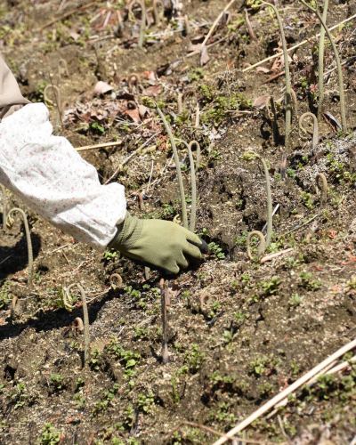 【도요오카무라의 농가씨 소개 1】

베지풀 주방에 봄의 은혜를 전해 주는,
생산자를 소개합니다 🌿

………………………………
👩‍🌾궁외씨
\ 와라비, 대구의 싹을 발송 해 주시고 있습니다 /
………………………………

사진에서는 전해지지 않을 정도의 가파른 경사면에,
4월 상순쯤 뇨키뇨키와 머리를 내는 '와라비'.
강인한 가시가 있는 줄기에서 싹트는 『대구의 싹』.
산의 행운을 얻을 때가 되었어요 🌱

미야 외 씨는 15 세까지 보낸 친가를 한 번 떠나,
약 20년 전에 이 땅으로 돌아왔습니다.

원래 있던 밭은 현재 1/10 규모에서
시작했다고합니다.
특히 짚은 매우 섬세하고, 잡초에 지는 쉬운 작물.
굵고 부드럽게 키우려면,
매일 정중하게 다루는 것이 빠뜨릴 수 없습니다.

집이나 밭 주위도 매일 매우 깨끗하게 관리되고 있으며,
산채를 채취할 때는 꽃이 피어 있습니다 🌸

산의 한온차에서 자라면서
훨씬 맛이 응축되는 것이 이 지역의 특징.

“자연에 가까운 환경이기 때문에 태어난,
봄 특유의 "짙은 맛"이 매력.
꼭 제대로 맛보고 먹고 싶다."
그런 생각과 함께,
오늘도 미야 외 씨는 밭을 마주하고 있습니다.

이 계절만의 특별한 맛,
꼭 느껴보세요 ✨

🌿농가의 추천 먹는 방법
・와라비의 히타시
・대나무의 아이와 와라비의 조림
· 대구의 싹 튀김

✼••┈┈••✼••┈┈••✼••┈┈••✼••┈┈••✼
베지풀 주방은
도요 오카 마을의 신선한 야채와 과일
풍부한 뷔페 스타일
菜園 뷔페 레스토랑
﹍ ﹍ ﹍ ﹍ ﹍ ﹍ ﹍ ﹍
베지풀 주방 VEGE-FULL KITCHEN
﹉ ﹉ ﹉ ﹉ ﹉ ﹉ ﹉ ﹉ ﹉
미나미 신슈 유일의 일본 야채 소믈리에 협회 인정점입니다 🥗

@ 미치노에키 미나미신슈와 요오카 마르쉐
나가노현 시모이나군 도요오카무라 신이나12410
☎️0265-48-8063

#베지풀
#야채뷔페
#도로역과요오카마르쉐
#도요오카무라
#일본야채소믈리에협회인정점