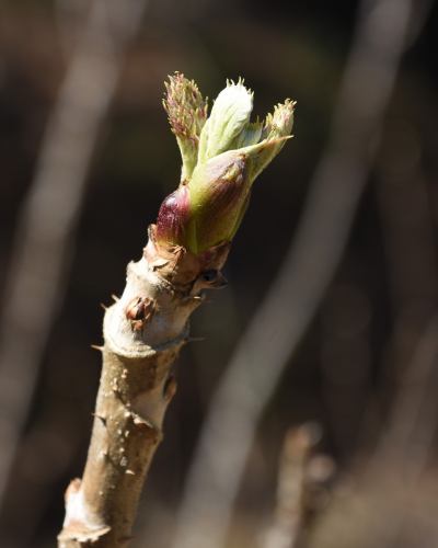 【도요오카무라의 농가씨 소개 1】

베지풀 주방에 봄의 은혜를 전해 주는,
생산자를 소개합니다 🌿

………………………………
👩‍🌾궁외씨
\ 와라비, 대구의 싹을 발송 해 주시고 있습니다 /
………………………………

사진에서는 전해지지 않을 정도의 가파른 경사면에,
4월 상순쯤 뇨키뇨키와 머리를 내는 '와라비'.
강인한 가시가 있는 줄기에서 싹트는 『대구의 싹』.
산의 행운을 얻을 때가 되었어요 🌱

미야 외 씨는 15 세까지 보낸 친가를 한 번 떠나,
약 20년 전에 이 땅으로 돌아왔습니다.

원래 있던 밭은 현재 1/10 규모에서
시작했다고합니다.
특히 짚은 매우 섬세하고, 잡초에 지는 쉬운 작물.
굵고 부드럽게 키우려면,
매일 정중하게 다루는 것이 빠뜨릴 수 없습니다.

집이나 밭 주위도 매일 매우 깨끗하게 관리되고 있으며,
산채를 채취할 때는 꽃이 피어 있습니다 🌸

산의 한온차에서 자라면서
훨씬 맛이 응축되는 것이 이 지역의 특징.

“자연에 가까운 환경이기 때문에 태어난,
봄 특유의 "짙은 맛"이 매력.
꼭 제대로 맛보고 먹고 싶다."
그런 생각과 함께,
오늘도 미야 외 씨는 밭을 마주하고 있습니다.

이 계절만의 특별한 맛,
꼭 느껴보세요 ✨

🌿농가의 추천 먹는 방법
・와라비의 히타시
・대나무의 아이와 와라비의 조림
· 대구의 싹 튀김

✼••┈┈••✼••┈┈••✼••┈┈••✼••┈┈••✼
베지풀 주방은
도요 오카 마을의 신선한 야채와 과일
풍부한 뷔페 스타일
菜園 뷔페 레스토랑
﹍ ﹍ ﹍ ﹍ ﹍ ﹍ ﹍ ﹍
베지풀 주방 VEGE-FULL KITCHEN
﹉ ﹉ ﹉ ﹉ ﹉ ﹉ ﹉ ﹉ ﹉
미나미 신슈 유일의 일본 야채 소믈리에 협회 인정점입니다 🥗

@ 미치노에키 미나미신슈와 요오카 마르쉐
나가노현 시모이나군 도요오카무라 신이나12410
☎️0265-48-8063

#베지풀
#야채뷔페
#도로역과요오카마르쉐
#도요오카무라
#일본야채소믈리에협회인정점