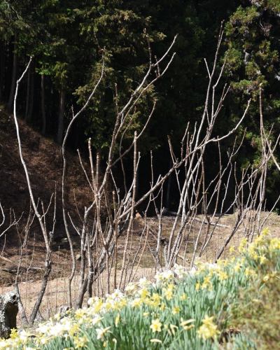【도요오카무라의 농가씨 소개 1】

베지풀 주방에 봄의 은혜를 전해 주는,
생산자를 소개합니다 🌿

………………………………
👩‍🌾궁외씨
\ 와라비, 대구의 싹을 발송 해 주시고 있습니다 /
………………………………

사진에서는 전해지지 않을 정도의 가파른 경사면에,
4월 상순쯤 뇨키뇨키와 머리를 내는 '와라비'.
강인한 가시가 있는 줄기에서 싹트는 『대구의 싹』.
산의 행운을 얻을 때가 되었어요 🌱

미야 외 씨는 15 세까지 보낸 친가를 한 번 떠나,
약 20년 전에 이 땅으로 돌아왔습니다.

원래 있던 밭은 현재 1/10 규모에서
시작했다고합니다.
특히 짚은 매우 섬세하고, 잡초에 지는 쉬운 작물.
굵고 부드럽게 키우려면,
매일 정중하게 다루는 것이 빠뜨릴 수 없습니다.

집이나 밭 주위도 매일 매우 깨끗하게 관리되고 있으며,
산채를 채취할 때는 꽃이 피어 있습니다 🌸

산의 한온차에서 자라면서
훨씬 맛이 응축되는 것이 이 지역의 특징.

“자연에 가까운 환경이기 때문에 태어난,
봄 특유의 "짙은 맛"이 매력.
꼭 제대로 맛보고 먹고 싶다."
그런 생각과 함께,
오늘도 미야 외 씨는 밭을 마주하고 있습니다.

이 계절만의 특별한 맛,
꼭 느껴보세요 ✨

🌿농가의 추천 먹는 방법
・와라비의 히타시
・대나무의 아이와 와라비의 조림
· 대구의 싹 튀김

✼••┈┈••✼••┈┈••✼••┈┈••✼••┈┈••✼
베지풀 주방은
도요 오카 마을의 신선한 야채와 과일
풍부한 뷔페 스타일
菜園 뷔페 레스토랑
﹍ ﹍ ﹍ ﹍ ﹍ ﹍ ﹍ ﹍
베지풀 주방 VEGE-FULL KITCHEN
﹉ ﹉ ﹉ ﹉ ﹉ ﹉ ﹉ ﹉ ﹉
미나미 신슈 유일의 일본 야채 소믈리에 협회 인정점입니다 🥗

@ 미치노에키 미나미신슈와 요오카 마르쉐
나가노현 시모이나군 도요오카무라 신이나12410
☎️0265-48-8063

#베지풀
#야채뷔페
#도로역과요오카마르쉐
#도요오카무라
#일본야채소믈리에협회인정점