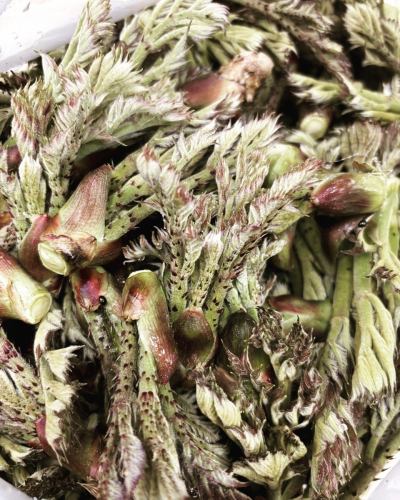 【도요오카무라의 농가씨 소개 1】

베지풀 주방에 봄의 은혜를 전해 주는,
생산자를 소개합니다 🌿

………………………………
👩‍🌾궁외씨
\ 와라비, 대구의 싹을 발송 해 주시고 있습니다 /
………………………………

사진에서는 전해지지 않을 정도의 가파른 경사면에,
4월 상순쯤 뇨키뇨키와 머리를 내는 '와라비'.
강인한 가시가 있는 줄기에서 싹트는 『대구의 싹』.
산의 행운을 얻을 때가 되었어요 🌱

미야 외 씨는 15 세까지 보낸 친가를 한 번 떠나,
약 20년 전에 이 땅으로 돌아왔습니다.

원래 있던 밭은 현재 1/10 규모에서
시작했다고합니다.
특히 짚은 매우 섬세하고, 잡초에 지는 쉬운 작물.
굵고 부드럽게 키우려면,
매일 정중하게 다루는 것이 빠뜨릴 수 없습니다.

집이나 밭 주위도 매일 매우 깨끗하게 관리되고 있으며,
산채를 채취할 때는 꽃이 피어 있습니다 🌸

산의 한온차에서 자라면서
훨씬 맛이 응축되는 것이 이 지역의 특징.

“자연에 가까운 환경이기 때문에 태어난,
봄 특유의 "짙은 맛"이 매력.
꼭 제대로 맛보고 먹고 싶다."
그런 생각과 함께,
오늘도 미야 외 씨는 밭을 마주하고 있습니다.

이 계절만의 특별한 맛,
꼭 느껴보세요 ✨

🌿농가의 추천 먹는 방법
・와라비의 히타시
・대나무의 아이와 와라비의 조림
· 대구의 싹 튀김

✼••┈┈••✼••┈┈••✼••┈┈••✼••┈┈••✼
베지풀 주방은
도요 오카 마을의 신선한 야채와 과일
풍부한 뷔페 스타일
菜園 뷔페 레스토랑
﹍ ﹍ ﹍ ﹍ ﹍ ﹍ ﹍ ﹍
베지풀 주방 VEGE-FULL KITCHEN
﹉ ﹉ ﹉ ﹉ ﹉ ﹉ ﹉ ﹉ ﹉
미나미 신슈 유일의 일본 야채 소믈리에 협회 인정점입니다 🥗

@ 미치노에키 미나미신슈와 요오카 마르쉐
나가노현 시모이나군 도요오카무라 신이나12410
☎️0265-48-8063

#베지풀
#야채뷔페
#도로역과요오카마르쉐
#도요오카무라
#일본야채소믈리에협회인정점