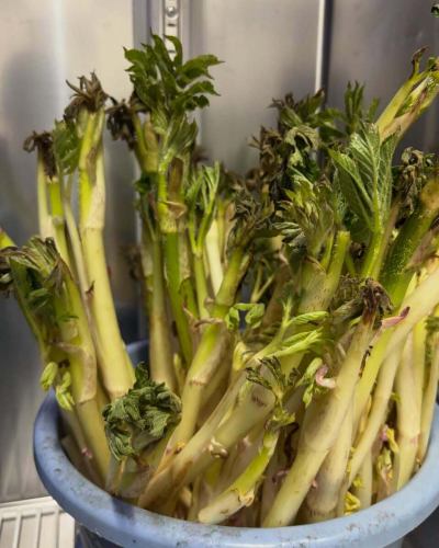 【메뉴 소개】

"우도 식초 된장 완화"
『우도킨피라』

봄의 산채, 우드 입하했습니다🌸
향기와 샤키샤키로 한 식감이 특징입니다♪

농가 씨로부터 갓 구입한 "우도"는
따끈따끈이 필요 없을 정도로 단맛이 듬뿍 있습니다. 😊
시간이 지날수록 아크가 나오기 때문에,
요리하기 전에 식초 물에 노출
아크를 제거함으로써
독특한 쓴 맛을 완화하고 맛있게 드실 수 있습니다!

축의 부드러운 부분은 식초 된장 부드럽게,
피부는 미세하고 깔끔하게
낭비없이 식감에도 변형이 나와
즐기는 방법도 늘어요 ❣️

봄의 맛, 꼭 맛보세요 🌸

🥗야채(🧑‍🌾 생산자)
우도(다시마씨)

※야채에 맞추어 메뉴는 바뀌기 때문에,
소개한 메뉴가 다음날은 없을 가능성도 있습니다.
양해 해주십시오.

✼••┈┈••✼••┈┈••✼••┈┈••✼••┈┈••✼
베지풀 주방은
도요 오카 마을의 신선한 야채와 과일
풍부한 뷔페 스타일
菜園 뷔페 레스토랑
﹍ ﹍ ﹍ ﹍ ﹍ ﹍ ﹍ ﹍
베지풀 주방 VEGE-FULL KITCHEN
﹉ ﹉ ﹉ ﹉ ﹉ ﹉ ﹉ ﹉ ﹉
미나미 신슈 유일의 일본 야채 소믈리에 협회 인정점입니다 🥗

@ 미치노에키 미나미신슈와 요오카 마르쉐
나가노현 시모이나군 도요오카무라 신이나12410
☎️0265-48-8063

#베지풀
#야채뷔페
#도로역과요오카마르쉐
#도요오카무라
#일본야채소믈리에협회인정점