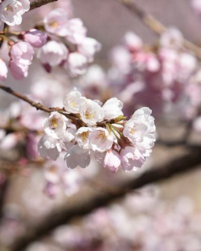 【4月営業カレンダー】

こんにちは！
ベジフルキッチンです

今年は全国的に桜の開花が早いようで、
豊丘村でも続々と開花情報が届いています🌸

暖かくなり、畑作業をされる農家さんの姿が増えてまいりました🧑‍🌾
これから届く春の野菜が楽しみです🫛🥕🧅

-------------------------------
📣4月お休みのお知らせ
〇毎週火曜日

〇ゴールデンウイーク期間
2026/4/29(水)～5/6(水)休みなく営業いたします！
※GW期間中は平日も
ビュッフェ90分コースのみとなります。
（ワンプレート60分コースは
ご注文いただけませんので、ご了承ください。）

また、団体様のご利用日は 🚍マークが付いています。
詳細を確認したい場合はお電話でお問合せください。

お休み中、ベジフルキッチンのお電話へ
ご予約や問い合わせのご連絡をいただいても
対応出来かねますことご了承くださいませ。
定休日でもWeb予約なら24時間可能です！
-------------------------------

ご不便をおかけいたしますが、
ご理解いただけますようお願いします。

📸背景写真のご紹介
豊丘村のお花🌼
※過去2024、2025年に撮影したものです。

4月はお花の最盛期！
春爛漫です🌸🌸🌸

樹齢推定400年以上の一本桜から、
枝垂れ桜、ソメイヨシノが並ぶ公園など
見所がたくさんあります🌸
また、スイセンや花桃も順に咲き、
中央アルプスの雪景色と合わせてお楽しみいただける
絶景スポットもございますよ🏔️🌸✨

タイミングが合えばぜひ、
お食事と合わせてお立ち寄りください☺️

お花の開花状況や詳細は、
豊丘村観光協会
@toyooka_tabijikan 
が発信しておりますので、
よろしければご覧くださいませ！

✼••┈┈••✼••┈┈••✼••┈┈••✼••┈┈••✼ 
ベジフルキッチンは
 豊丘村の新鮮な野菜や果物が 
たっぷり取れるビュッフェスタイルの 
菜園ビュッフェレストラン 
﹍ ﹍ ﹍ ﹍ ﹍ ﹍ ﹍ ﹍ ﹍ 
ベジフルキッチン VEGE-FULL KITCHEN 
﹉ ﹉ ﹉ ﹉ ﹉ ﹉ ﹉ ﹉ ﹉ 
南信州唯一の日本野菜ソムリエ協会認定店です🥗

@道の駅南信州とよおかマルシェ 
長野県下伊那郡豊丘村神稲12410 
☎️0265-48-8063

#ベジフルキッチン
#野菜ビュッフェ
#道の駅とよおかマルシェ
#豊丘村
#日本野菜ソムリエ協会認定店