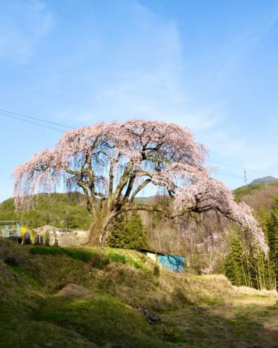 【4月営業カレンダー】

こんにちは！
ベジフルキッチンです

今年は全国的に桜の開花が早いようで、
豊丘村でも続々と開花情報が届いています🌸

暖かくなり、畑作業をされる農家さんの姿が増えてまいりました🧑‍🌾
これから届く春の野菜が楽しみです🫛🥕🧅

-------------------------------
📣4月お休みのお知らせ
〇毎週火曜日

〇ゴールデンウイーク期間
2026/4/29(水)～5/6(水)休みなく営業いたします！
※GW期間中は平日も
ビュッフェ90分コースのみとなります。
（ワンプレート60分コースは
ご注文いただけませんので、ご了承ください。）

また、団体様のご利用日は 🚍マークが付いています。
詳細を確認したい場合はお電話でお問合せください。

お休み中、ベジフルキッチンのお電話へ
ご予約や問い合わせのご連絡をいただいても
対応出来かねますことご了承くださいませ。
定休日でもWeb予約なら24時間可能です！
-------------------------------

ご不便をおかけいたしますが、
ご理解いただけますようお願いします。

📸背景写真のご紹介
豊丘村のお花🌼
※過去2024、2025年に撮影したものです。

4月はお花の最盛期！
春爛漫です🌸🌸🌸

樹齢推定400年以上の一本桜から、
枝垂れ桜、ソメイヨシノが並ぶ公園など
見所がたくさんあります🌸
また、スイセンや花桃も順に咲き、
中央アルプスの雪景色と合わせてお楽しみいただける
絶景スポットもございますよ🏔️🌸✨

タイミングが合えばぜひ、
お食事と合わせてお立ち寄りください☺️

お花の開花状況や詳細は、
豊丘村観光協会
@toyooka_tabijikan 
が発信しておりますので、
よろしければご覧くださいませ！

✼••┈┈••✼••┈┈••✼••┈┈••✼••┈┈••✼ 
ベジフルキッチンは
 豊丘村の新鮮な野菜や果物が 
たっぷり取れるビュッフェスタイルの 
菜園ビュッフェレストラン 
﹍ ﹍ ﹍ ﹍ ﹍ ﹍ ﹍ ﹍ ﹍ 
ベジフルキッチン VEGE-FULL KITCHEN 
﹉ ﹉ ﹉ ﹉ ﹉ ﹉ ﹉ ﹉ ﹉ 
南信州唯一の日本野菜ソムリエ協会認定店です🥗

@道の駅南信州とよおかマルシェ 
長野県下伊那郡豊丘村神稲12410 
☎️0265-48-8063

#ベジフルキッチン
#野菜ビュッフェ
#道の駅とよおかマルシェ
#豊丘村
#日本野菜ソムリエ協会認定店