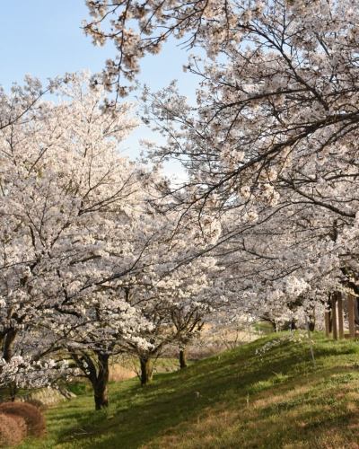 【4月営業カレンダー】

こんにちは！
ベジフルキッチンです

今年は全国的に桜の開花が早いようで、
豊丘村でも続々と開花情報が届いています🌸

暖かくなり、畑作業をされる農家さんの姿が増えてまいりました🧑‍🌾
これから届く春の野菜が楽しみです🫛🥕🧅

-------------------------------
📣4月お休みのお知らせ
〇毎週火曜日

〇ゴールデンウイーク期間
2026/4/29(水)～5/6(水)休みなく営業いたします！
※GW期間中は平日も
ビュッフェ90分コースのみとなります。
（ワンプレート60分コースは
ご注文いただけませんので、ご了承ください。）

また、団体様のご利用日は 🚍マークが付いています。
詳細を確認したい場合はお電話でお問合せください。

お休み中、ベジフルキッチンのお電話へ
ご予約や問い合わせのご連絡をいただいても
対応出来かねますことご了承くださいませ。
定休日でもWeb予約なら24時間可能です！
-------------------------------

ご不便をおかけいたしますが、
ご理解いただけますようお願いします。

📸背景写真のご紹介
豊丘村のお花🌼
※過去2024、2025年に撮影したものです。

4月はお花の最盛期！
春爛漫です🌸🌸🌸

樹齢推定400年以上の一本桜から、
枝垂れ桜、ソメイヨシノが並ぶ公園など
見所がたくさんあります🌸
また、スイセンや花桃も順に咲き、
中央アルプスの雪景色と合わせてお楽しみいただける
絶景スポットもございますよ🏔️🌸✨

タイミングが合えばぜひ、
お食事と合わせてお立ち寄りください☺️

お花の開花状況や詳細は、
豊丘村観光協会
@toyooka_tabijikan 
が発信しておりますので、
よろしければご覧くださいませ！

✼••┈┈••✼••┈┈••✼••┈┈••✼••┈┈••✼ 
ベジフルキッチンは
 豊丘村の新鮮な野菜や果物が 
たっぷり取れるビュッフェスタイルの 
菜園ビュッフェレストラン 
﹍ ﹍ ﹍ ﹍ ﹍ ﹍ ﹍ ﹍ ﹍ 
ベジフルキッチン VEGE-FULL KITCHEN 
﹉ ﹉ ﹉ ﹉ ﹉ ﹉ ﹉ ﹉ ﹉ 
南信州唯一の日本野菜ソムリエ協会認定店です🥗

@道の駅南信州とよおかマルシェ 
長野県下伊那郡豊丘村神稲12410 
☎️0265-48-8063

#ベジフルキッチン
#野菜ビュッフェ
#道の駅とよおかマルシェ
#豊丘村
#日本野菜ソムリエ協会認定店