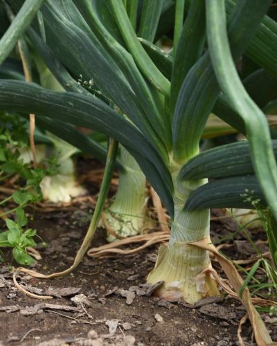 【豊丘村の農家さん紹介】

-------------
👩‍🌾🧑‍🌾原さんご夫婦
\じゃがいも🥔、たまねぎ🧅、ミニトマト🍅を主に出荷してくださっています/
他にも菊やキンギョソウの栽培をされていて、
お花をお店に飾らせていただくこともあります🌼
-------------

天竜川が形成する特徴的な河岸段丘の中段に
ご自宅と広い畑を持つ原さん。
ハウス・露地でいろいろな野菜の栽培を
されていらっしゃいます🌱

ベジフルキッチンで年間を通して大量に使用する
じゃがいもや玉ねぎなどを
たくさん出荷してくださっています🥔🧅

また、夏野菜として大人気のミニトマトも
今年は５種類100本ほど苗を植えて、
「色々な種類をお客様に食べ比べていただけるように」と
手間をかけて育ててくださっています🍅

原さんは農業の大ベテランで、
日々、栽培に関する知識を深めるため
勉強会などにも参加され、
ご自身の育てる野菜やお花の品質向上に努めていらっしゃるそうです✨

「お花もっていくかい？」とキンギョソウの中に入って
笑顔で収穫される姿がとても素敵でした💓

お食事を楽しみながら、
農家さんのお顔も思い浮かべていただけたら嬉しいです☺️

✼••┈┈••✼••┈┈••✼••┈┈••✼••┈┈••✼ 
ベジフルキッチンは
 豊丘村の新鮮な野菜や果物が 
たっぷり取れるビュッフェスタイルの 
菜園ビュッフェレストラン 
﹍ ﹍ ﹍ ﹍ ﹍ ﹍ ﹍ ﹍ ﹍ 
ベジフルキッチン VEGE-FULL KITCHEN 
﹉ ﹉ ﹉ ﹉ ﹉ ﹉ ﹉ ﹉ ﹉ 
南信州唯一の日本野菜ソムリエ協会認定店です🥗

@道の駅南信州とよおかマルシェ 
長野県下伊那郡豊丘村神稲12410 
☎️0265-48-8063

#ベジフルキッチン
#野菜ビュッフェ
#道の駅とよおかマルシェ
#豊丘村
#日本野菜ソムリエ協会認定店