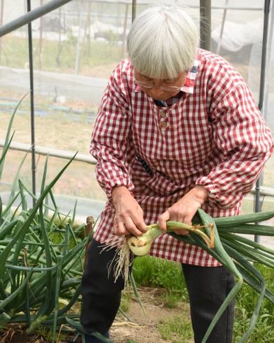 【豊丘村の農家さん紹介】

-------------
👩‍🌾🧑‍🌾原さんご夫婦
\じゃがいも🥔、たまねぎ🧅、ミニトマト🍅を主に出荷してくださっています/
他にも菊やキンギョソウの栽培をされていて、
お花をお店に飾らせていただくこともあります🌼
-------------

天竜川が形成する特徴的な河岸段丘の中段に
ご自宅と広い畑を持つ原さん。
ハウス・露地でいろいろな野菜の栽培を
されていらっしゃいます🌱

ベジフルキッチンで年間を通して大量に使用する
じゃがいもや玉ねぎなどを
たくさん出荷してくださっています🥔🧅

また、夏野菜として大人気のミニトマトも
今年は５種類100本ほど苗を植えて、
「色々な種類をお客様に食べ比べていただけるように」と
手間をかけて育ててくださっています🍅

原さんは農業の大ベテランで、
日々、栽培に関する知識を深めるため
勉強会などにも参加され、
ご自身の育てる野菜やお花の品質向上に努めていらっしゃるそうです✨

「お花もっていくかい？」とキンギョソウの中に入って
笑顔で収穫される姿がとても素敵でした💓

お食事を楽しみながら、
農家さんのお顔も思い浮かべていただけたら嬉しいです☺️

✼••┈┈••✼••┈┈••✼••┈┈••✼••┈┈••✼ 
ベジフルキッチンは
 豊丘村の新鮮な野菜や果物が 
たっぷり取れるビュッフェスタイルの 
菜園ビュッフェレストラン 
﹍ ﹍ ﹍ ﹍ ﹍ ﹍ ﹍ ﹍ ﹍ 
ベジフルキッチン VEGE-FULL KITCHEN 
﹉ ﹉ ﹉ ﹉ ﹉ ﹉ ﹉ ﹉ ﹉ 
南信州唯一の日本野菜ソムリエ協会認定店です🥗

@道の駅南信州とよおかマルシェ 
長野県下伊那郡豊丘村神稲12410 
☎️0265-48-8063

#ベジフルキッチン
#野菜ビュッフェ
#道の駅とよおかマルシェ
#豊丘村
#日本野菜ソムリエ協会認定店
