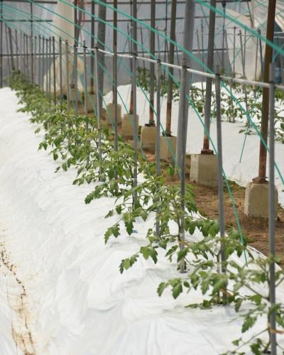 【豊丘村の農家さん紹介】

-------------
👩‍🌾🧑‍🌾原さんご夫婦
\じゃがいも🥔、たまねぎ🧅、ミニトマト🍅を主に出荷してくださっています/
他にも菊やキンギョソウの栽培をされていて、
お花をお店に飾らせていただくこともあります🌼
-------------

天竜川が形成する特徴的な河岸段丘の中段に
ご自宅と広い畑を持つ原さん。
ハウス・露地でいろいろな野菜の栽培を
されていらっしゃいます🌱

ベジフルキッチンで年間を通して大量に使用する
じゃがいもや玉ねぎなどを
たくさん出荷してくださっています🥔🧅

また、夏野菜として大人気のミニトマトも
今年は５種類100本ほど苗を植えて、
「色々な種類をお客様に食べ比べていただけるように」と
手間をかけて育ててくださっています🍅

原さんは農業の大ベテランで、
日々、栽培に関する知識を深めるため
勉強会などにも参加され、
ご自身の育てる野菜やお花の品質向上に努めていらっしゃるそうです✨

「お花もっていくかい？」とキンギョソウの中に入って
笑顔で収穫される姿がとても素敵でした💓

お食事を楽しみながら、
農家さんのお顔も思い浮かべていただけたら嬉しいです☺️

✼••┈┈••✼••┈┈••✼••┈┈••✼••┈┈••✼ 
ベジフルキッチンは
 豊丘村の新鮮な野菜や果物が 
たっぷり取れるビュッフェスタイルの 
菜園ビュッフェレストラン 
﹍ ﹍ ﹍ ﹍ ﹍ ﹍ ﹍ ﹍ ﹍ 
ベジフルキッチン VEGE-FULL KITCHEN 
﹉ ﹉ ﹉ ﹉ ﹉ ﹉ ﹉ ﹉ ﹉ 
南信州唯一の日本野菜ソムリエ協会認定店です🥗

@道の駅南信州とよおかマルシェ 
長野県下伊那郡豊丘村神稲12410 
☎️0265-48-8063

#ベジフルキッチン
#野菜ビュッフェ
#道の駅とよおかマルシェ
#豊丘村
#日本野菜ソムリエ協会認定店