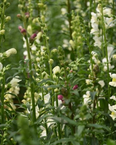 【介绍丰冈村的农民】
-------------
👩🌾🧑🌾 原先生和原太太
他们主要向我们运送土豆🥔、洋葱🧅和樱桃番茄🍅。
他们还种植菊花和金鱼草。
我们有时会在店里摆放鲜花。🌼
-------------
在天龙川形成的典型河阶地的中央
原先生拥有一栋房子和一大片田地。
在温室和大田里种植各种蔬菜。
他们正在这样做🌱
蔬菜水果厨房全年都会大量使用蔬菜水果。
土豆、洋葱等。
他们发货量很大!🥔🧅
还有迷你番茄,它是一种非常受欢迎的夏季蔬菜。
今年我们种植了约100株幼苗,共5个不同品种。
“这样顾客就可以尝试和比较不同的品种。”
他们为了培育它们付出了很多心血🍅
原先生是一位经验丰富的农民。
为了每天加深我对栽培的了解
他们还会参加学习小组。
看来他们正在努力提高自家种植的蔬菜和花卉的品质✨
“你想要些花吗?”她一边问,一边走进了金鱼草丛中。
看到他们脸上洋溢着笑容地收获,真是太美好了💓
用餐时,
如果你也能想象出制作这些农产品的农民们的表情,我会很高兴的。☺️
✼••┈••✼••┈┈••┈•✼••┈┈••✼••┈┈••✼••┈┈••✼
蔬菜齐全的厨房
丰冈村的新鲜蔬菜和水果
自助餐样式丰富
菜园自助餐厅
﹍﹍﹍﹍﹍﹍﹍﹍﹍
蔬菜齐全的厨房
﹉﹉﹉﹉﹉﹉﹉﹉﹉
我们是南信州唯一一家获得日本蔬菜侍酒师协会认证的商店。
@道之站南新州丰冈Marche
长野县下伊那郡丰冈村上根12410
☎️0265-48-8063
#蔬菜厨房
#蔬菜自助餐
#丰冈马尔凯路边站
#丰冈村
#日本蔬菜侍酒师协会认证店铺